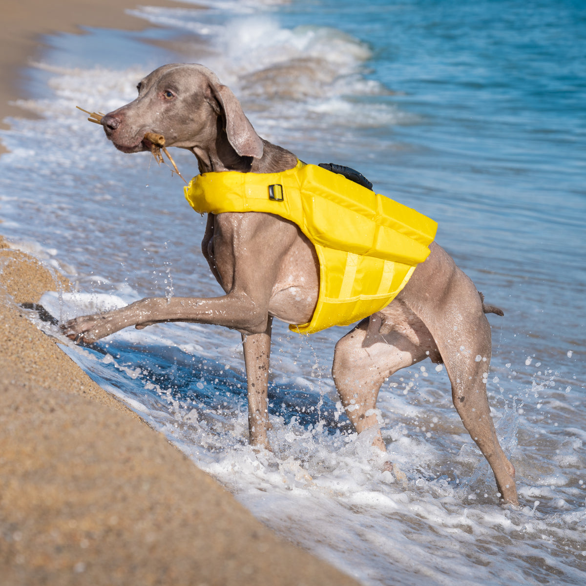 Noah & Paw dog life jacket with 4x foam for buoyancy, yellow, size L