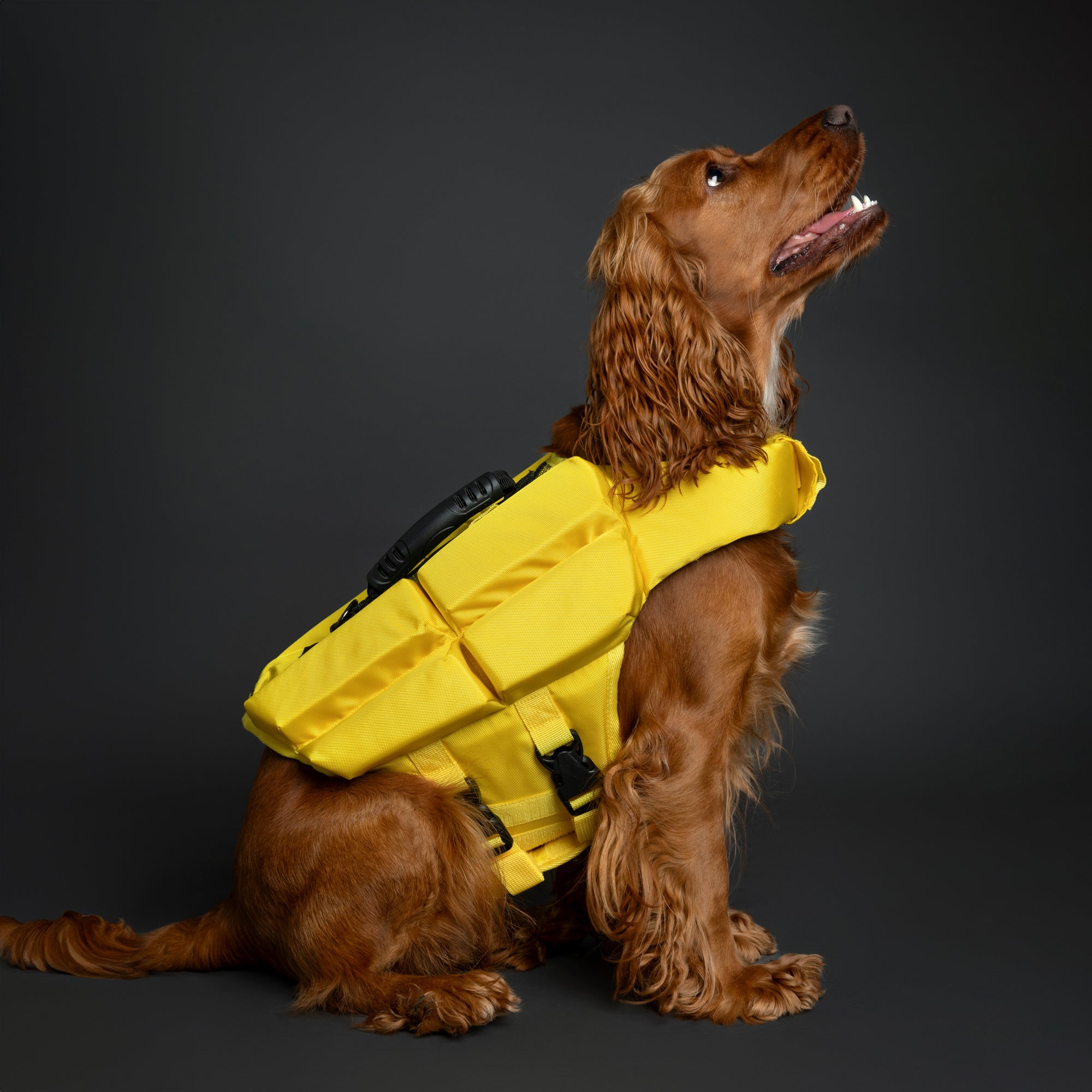 Yellow Dog Life Jacket With 4x Foam Support | Safety Vest