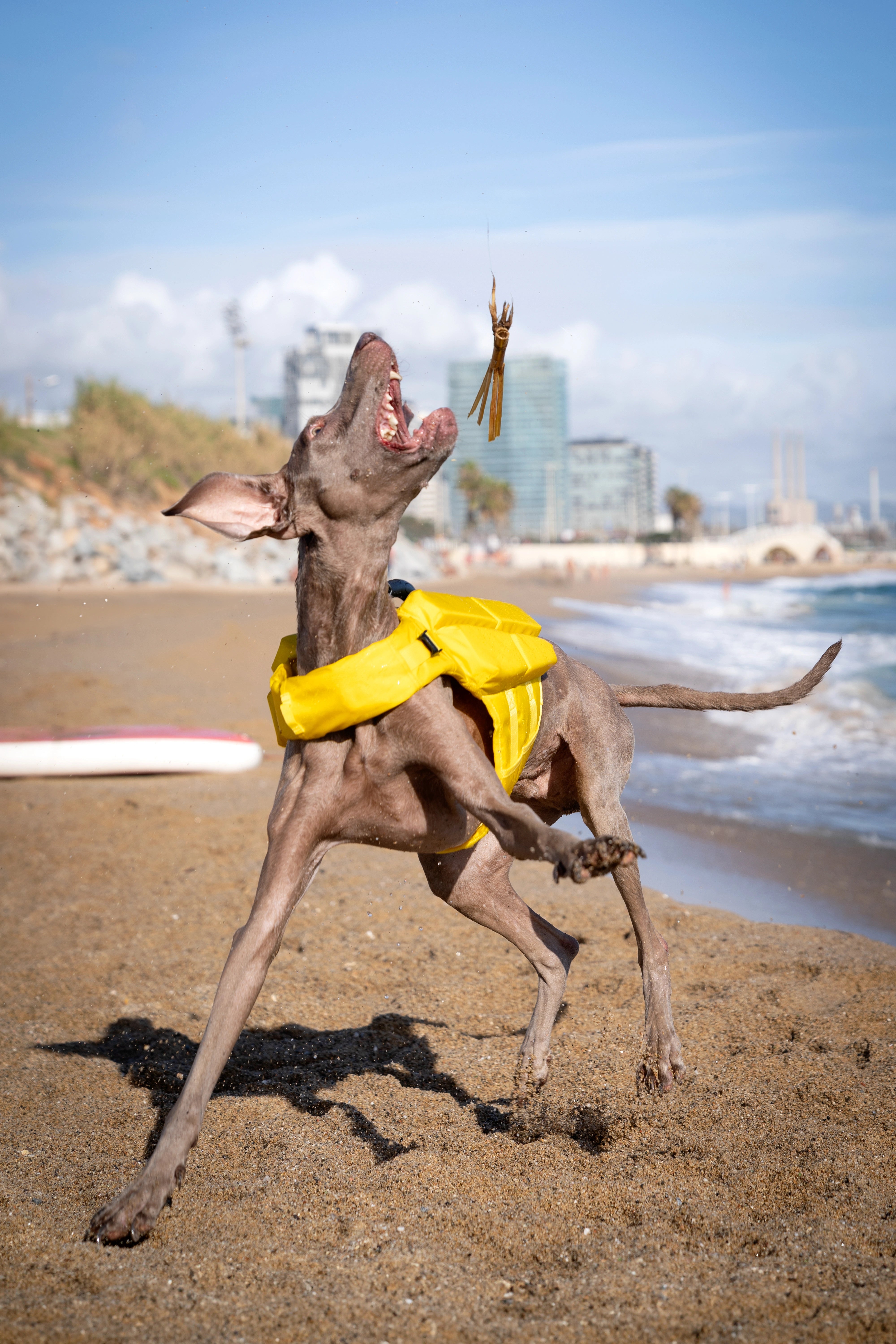Dog Life Jacket Yellow x4 cubes foam L