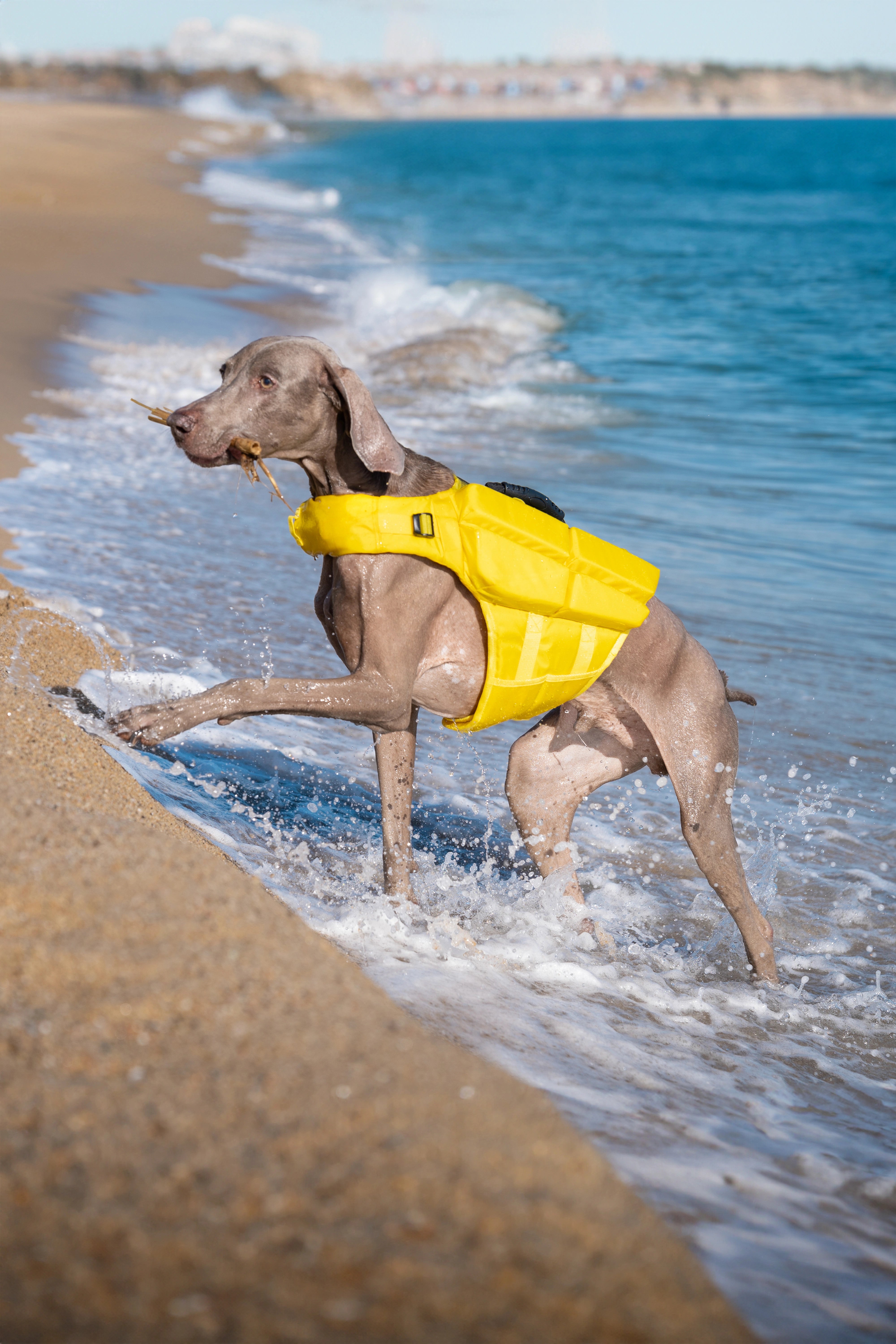 Dog Life Jacket Yellow x4 cubes foam L