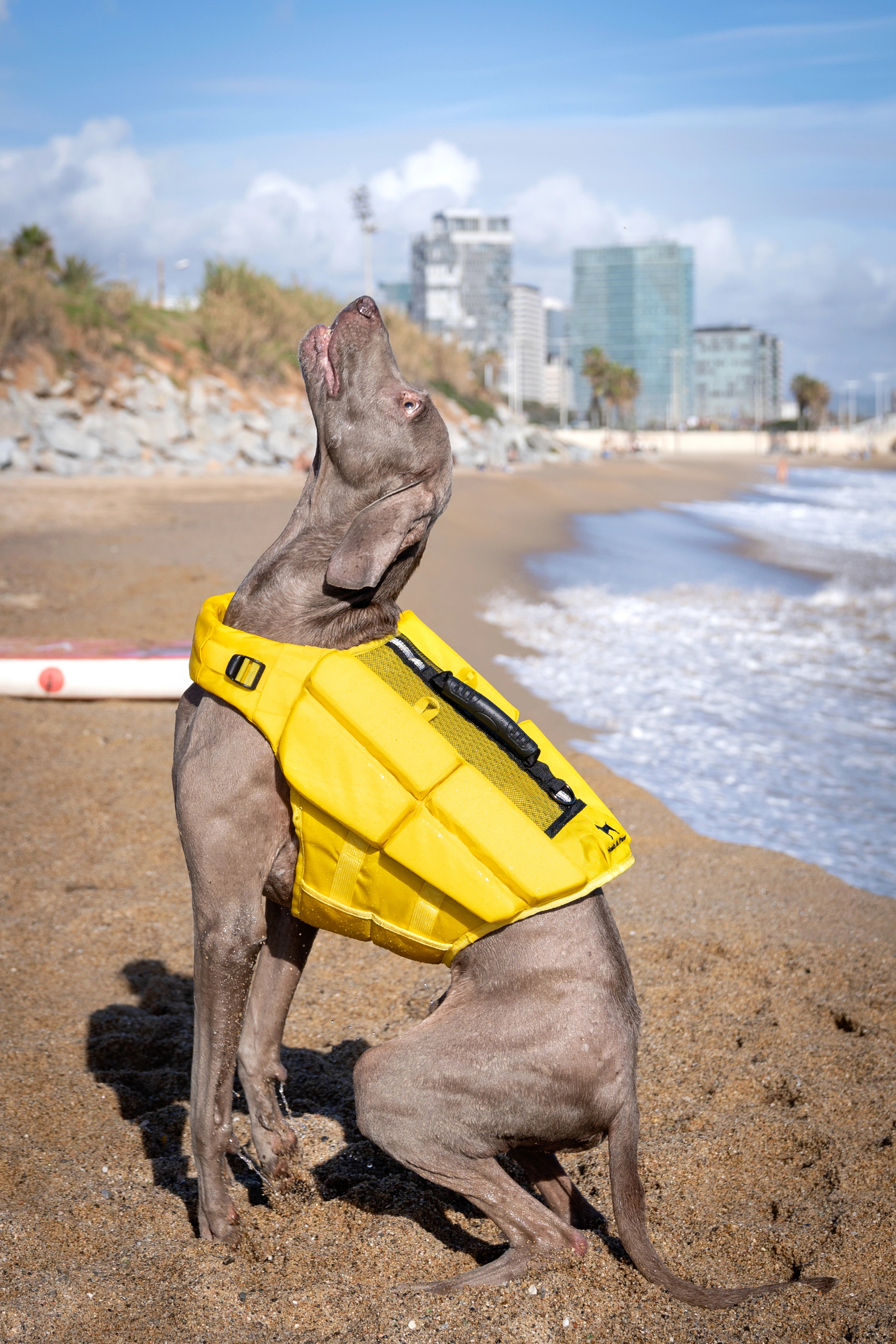 Dog Life Jacket Yellow x4 cubes foam L