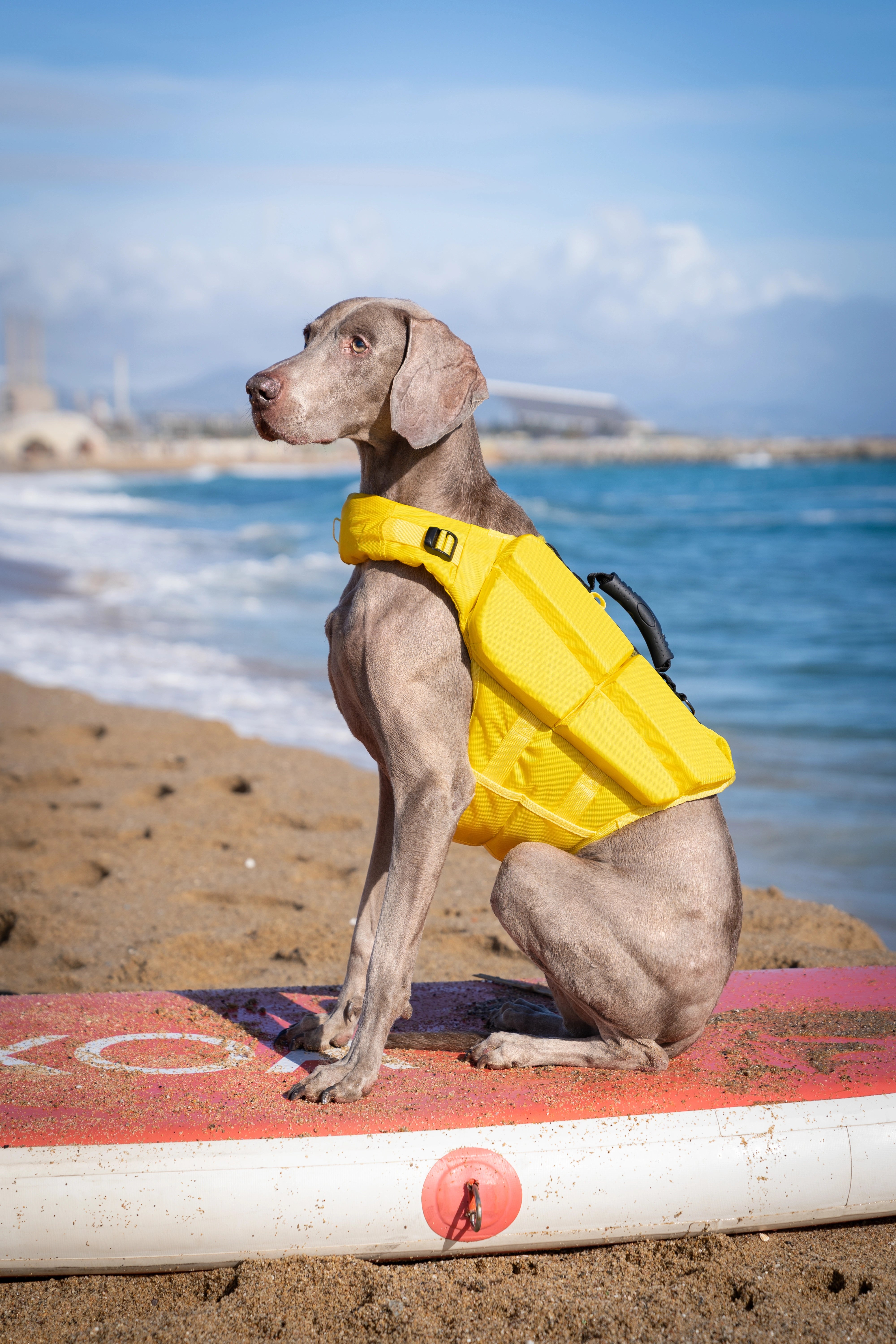 Dog Life Jacket Yellow x4 cubes foam L