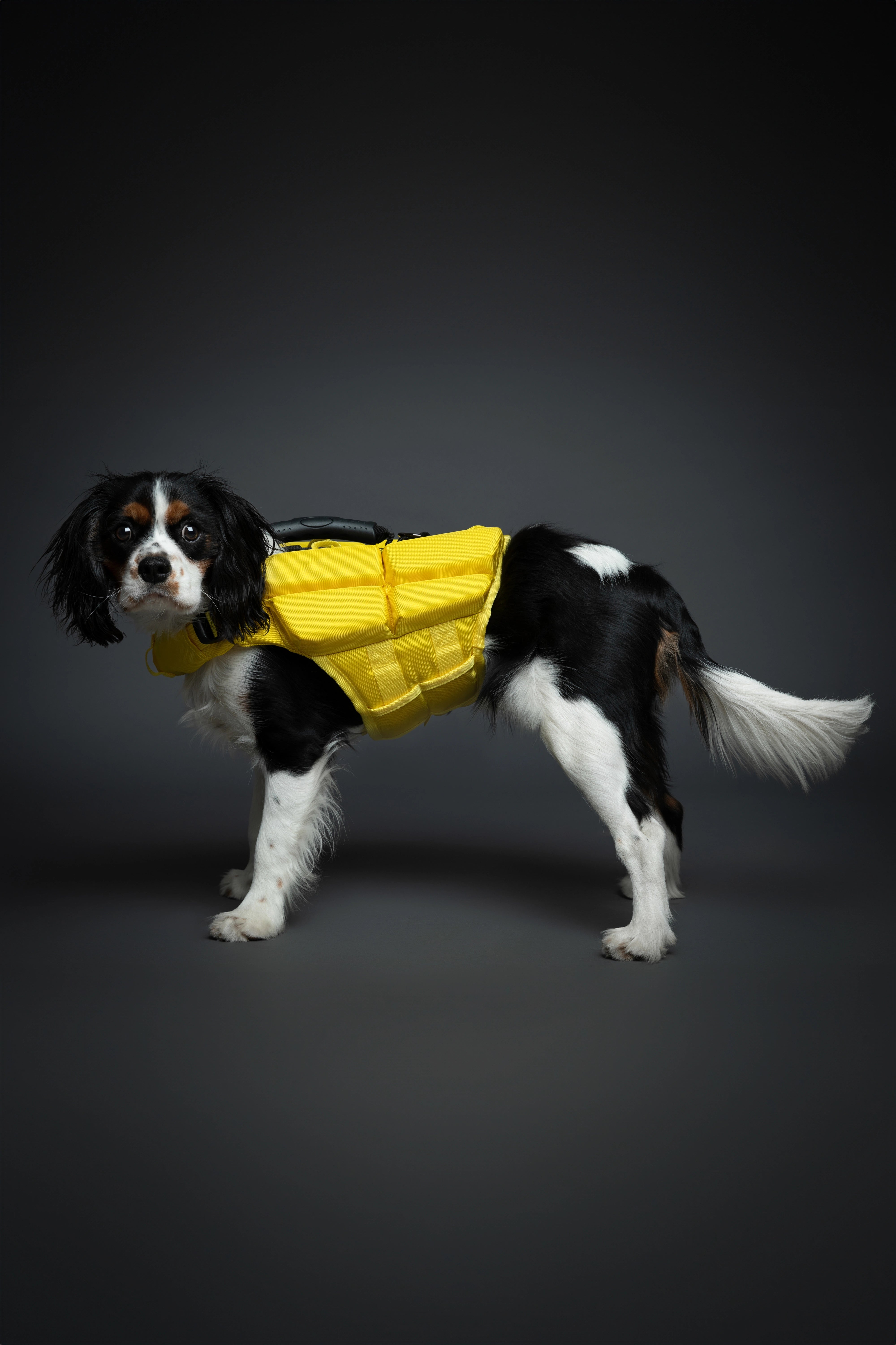 Dog Life Jacket Yellow x4 cubes foam M