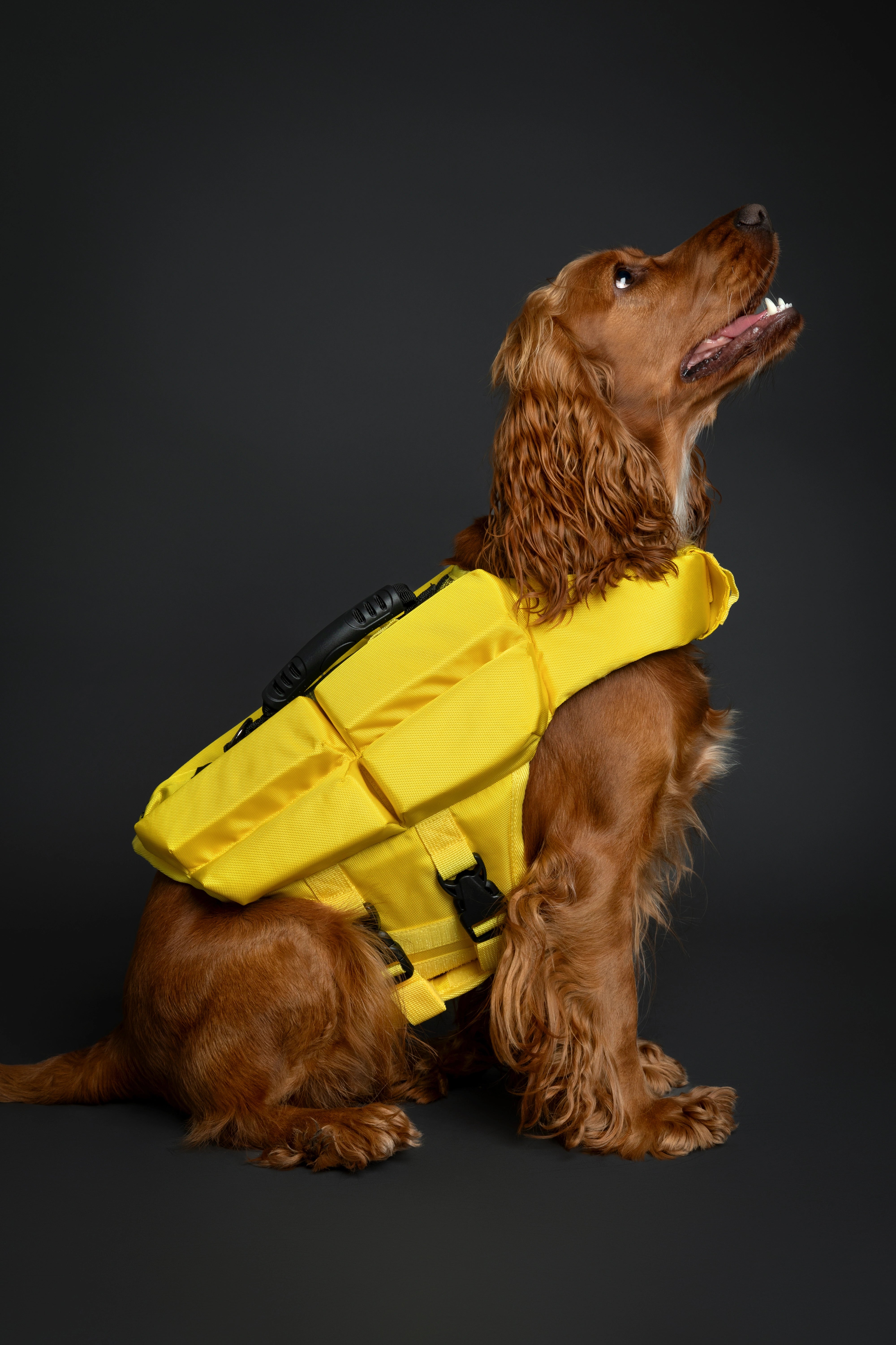 Dog Life Jacket Yellow x4 cubes foam M