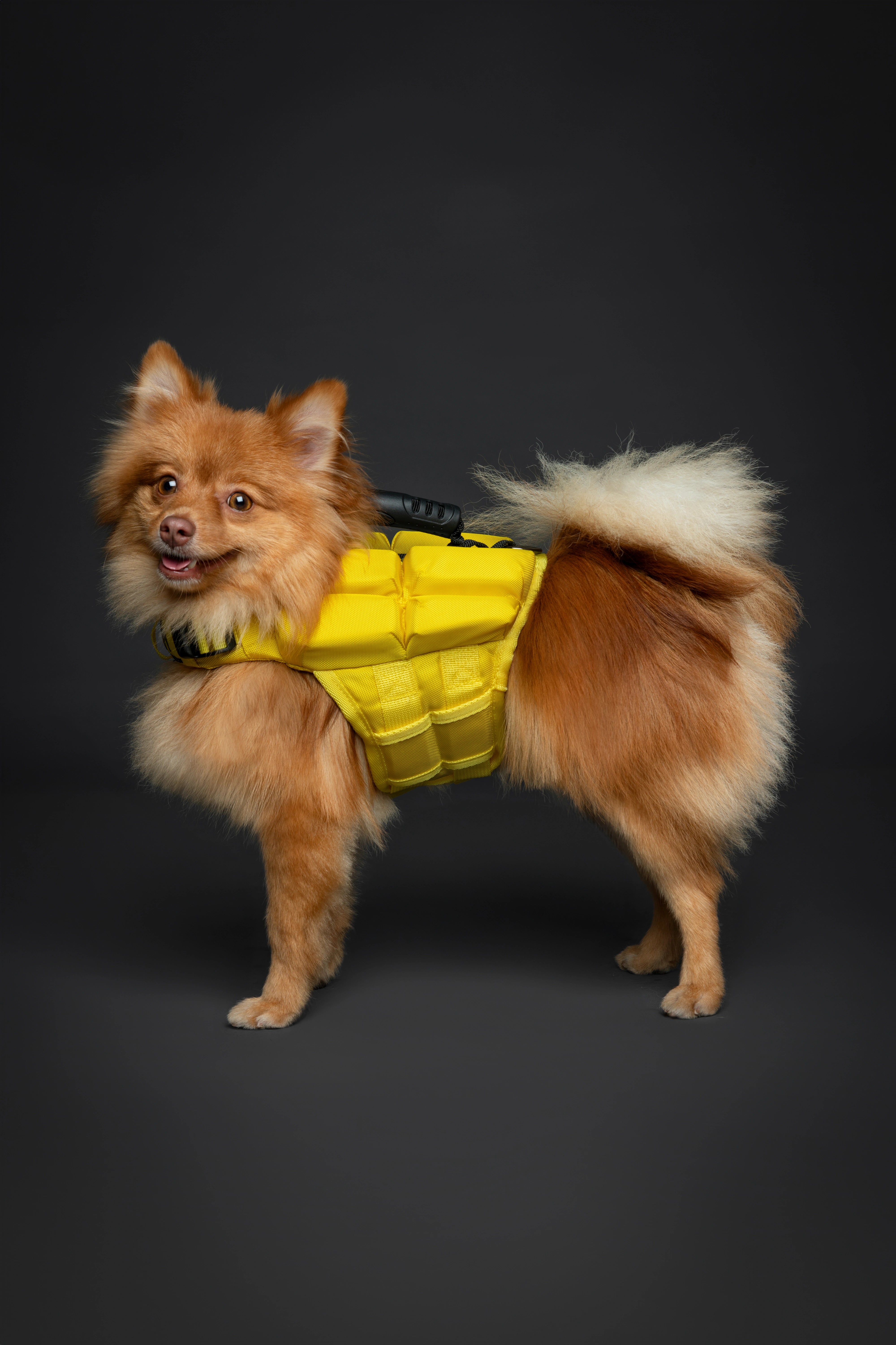 Dog Life Jacket Yellow x4 cubes foam S