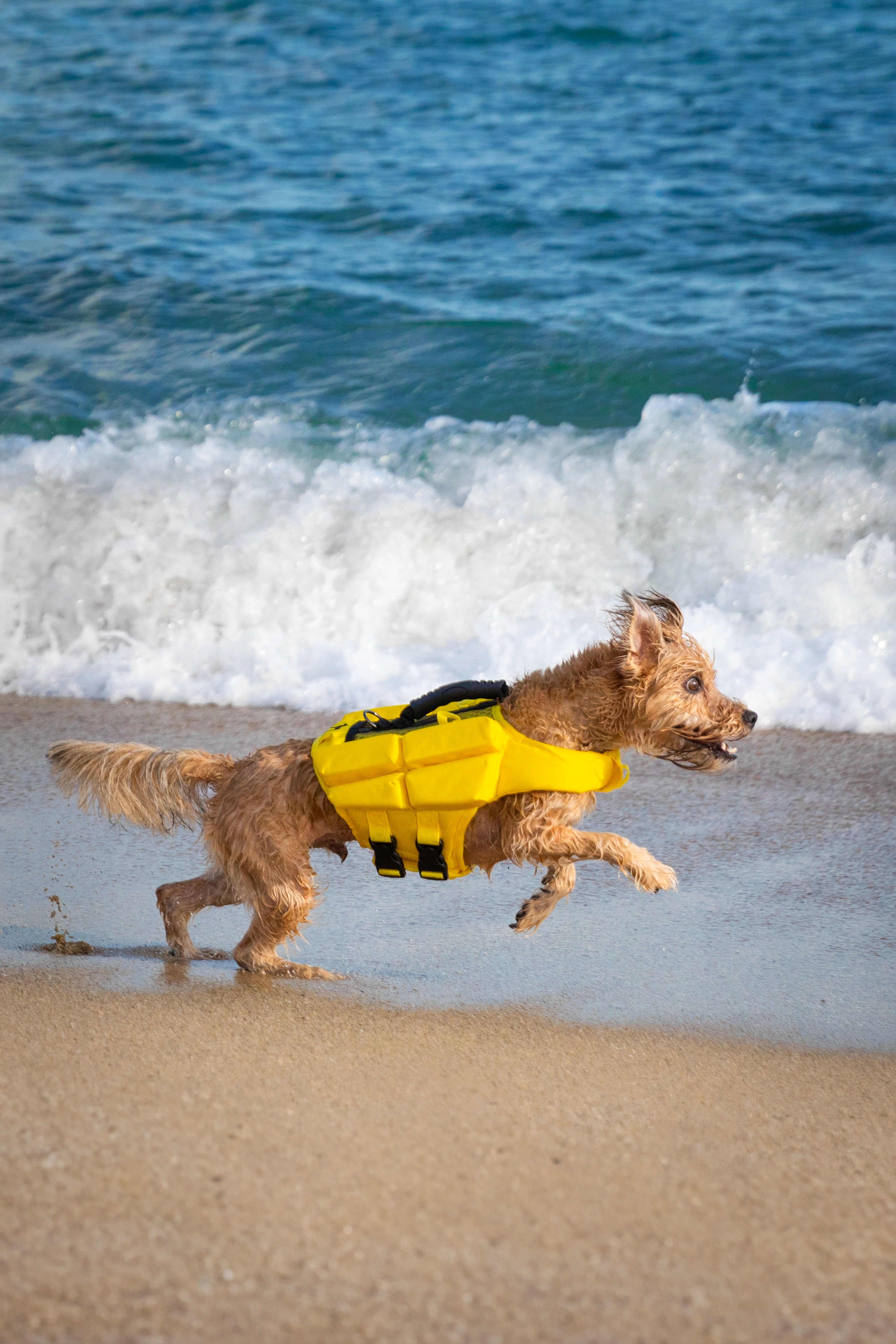 Dog Life Jacket Yellow x4 cubes foam S