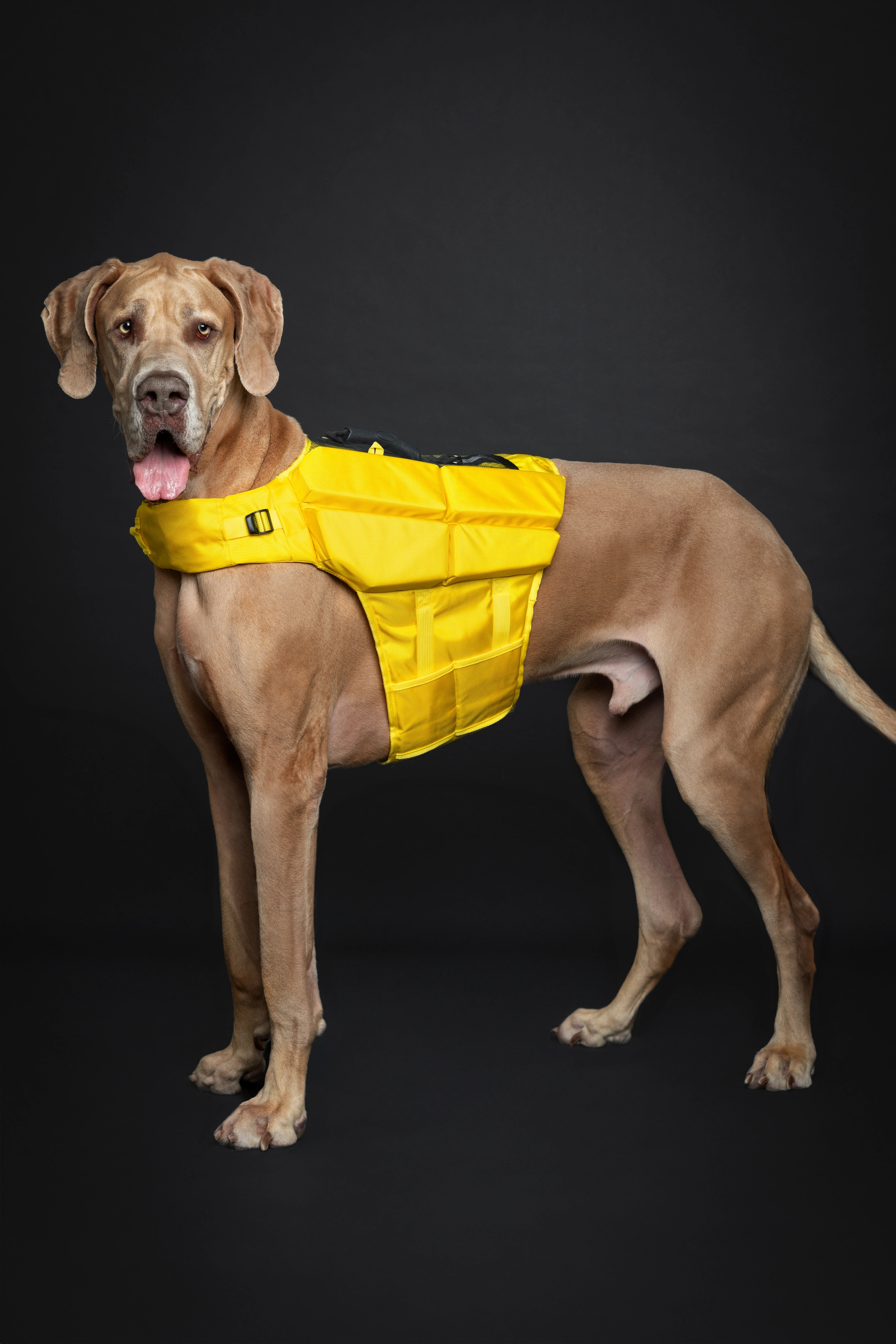 Dog Life Jacket Yellow x4 cubes foam XL