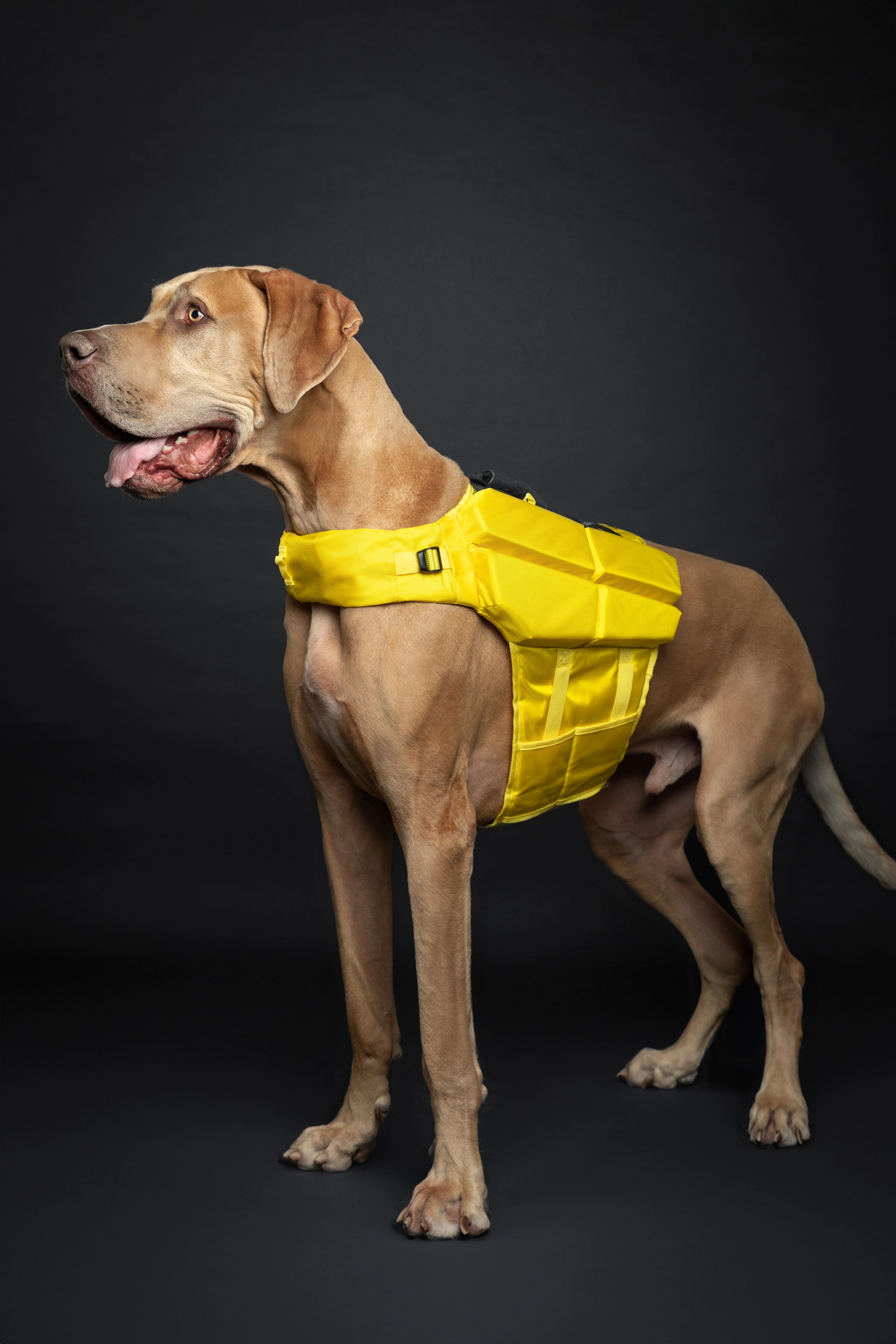Dog Life Jacket Yellow x4 cubes foam XL