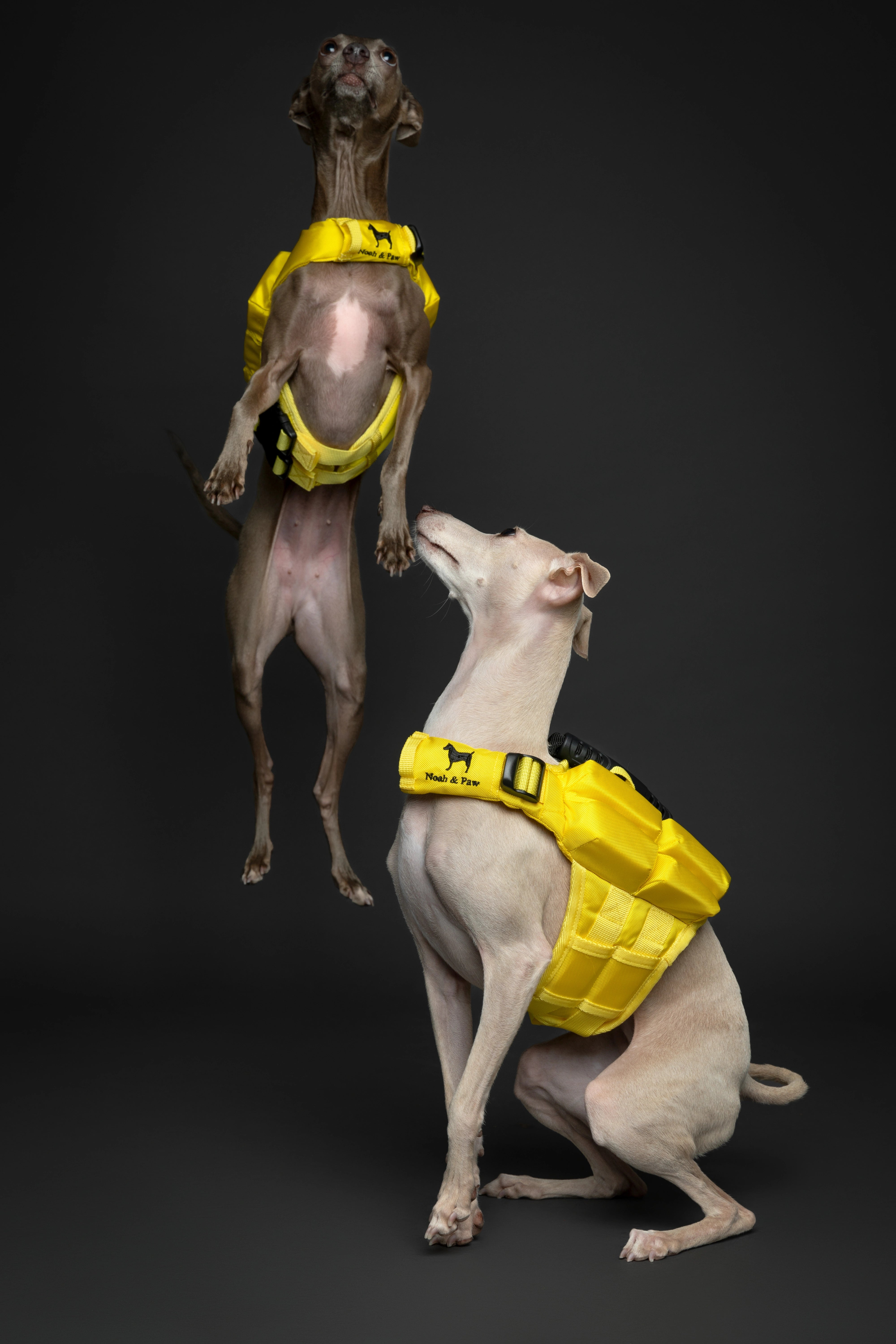 Dog Life Jacket Yellow x4 cubes foam XS