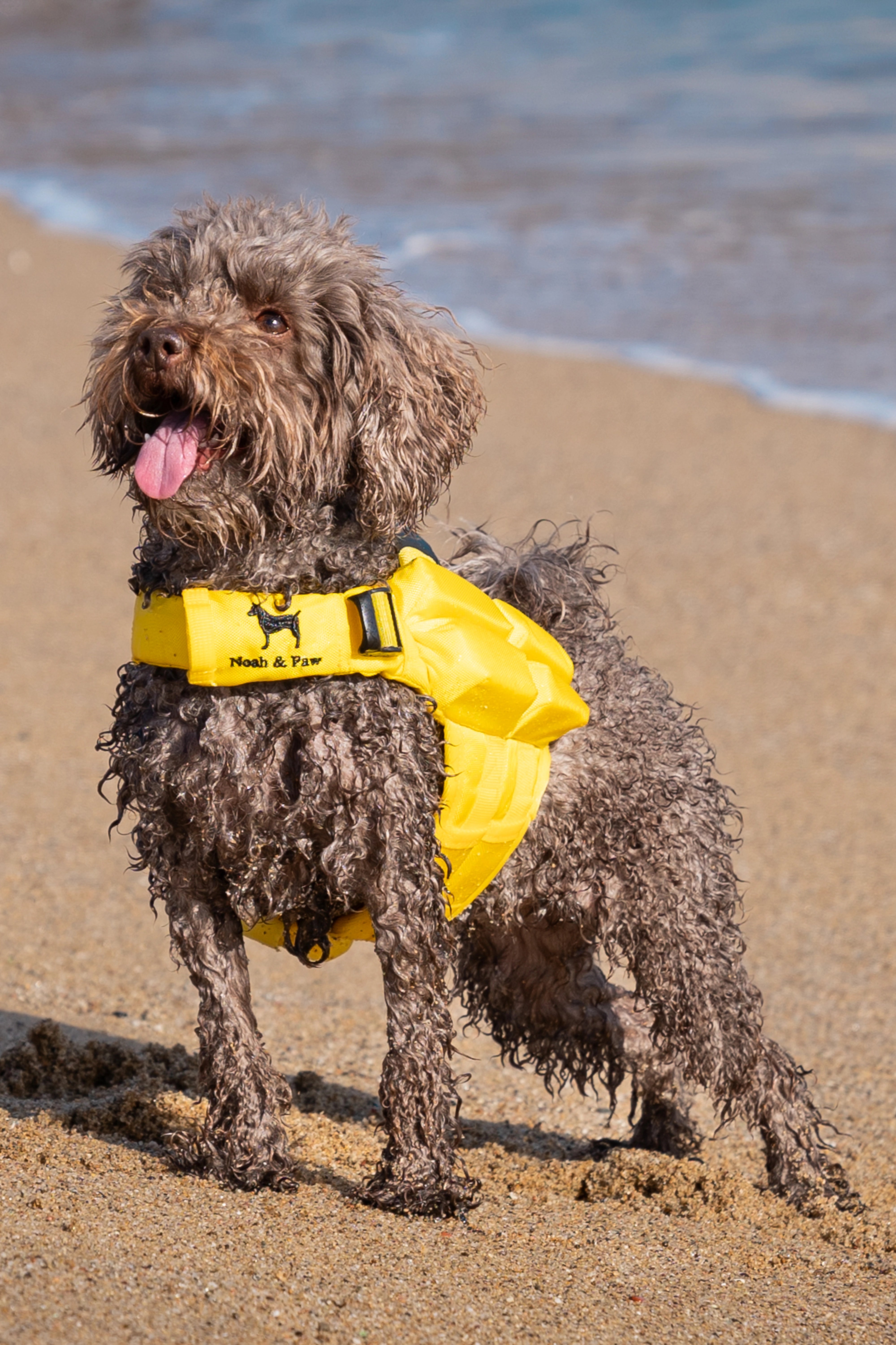 Dog Life Jacket Yellow x4 cubes foam XS
