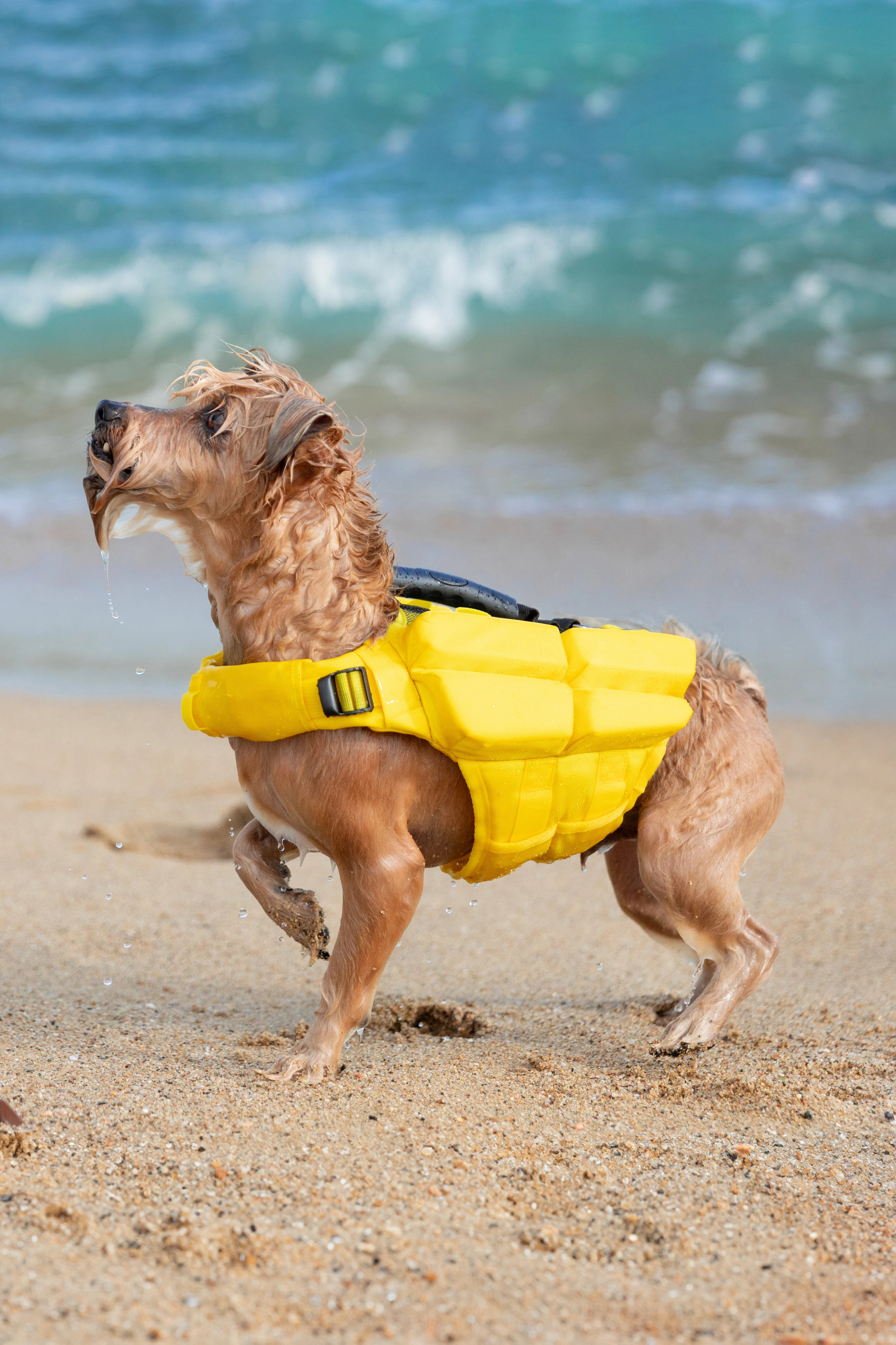 Dog Life Jacket Yellow x4 cubes foam XS