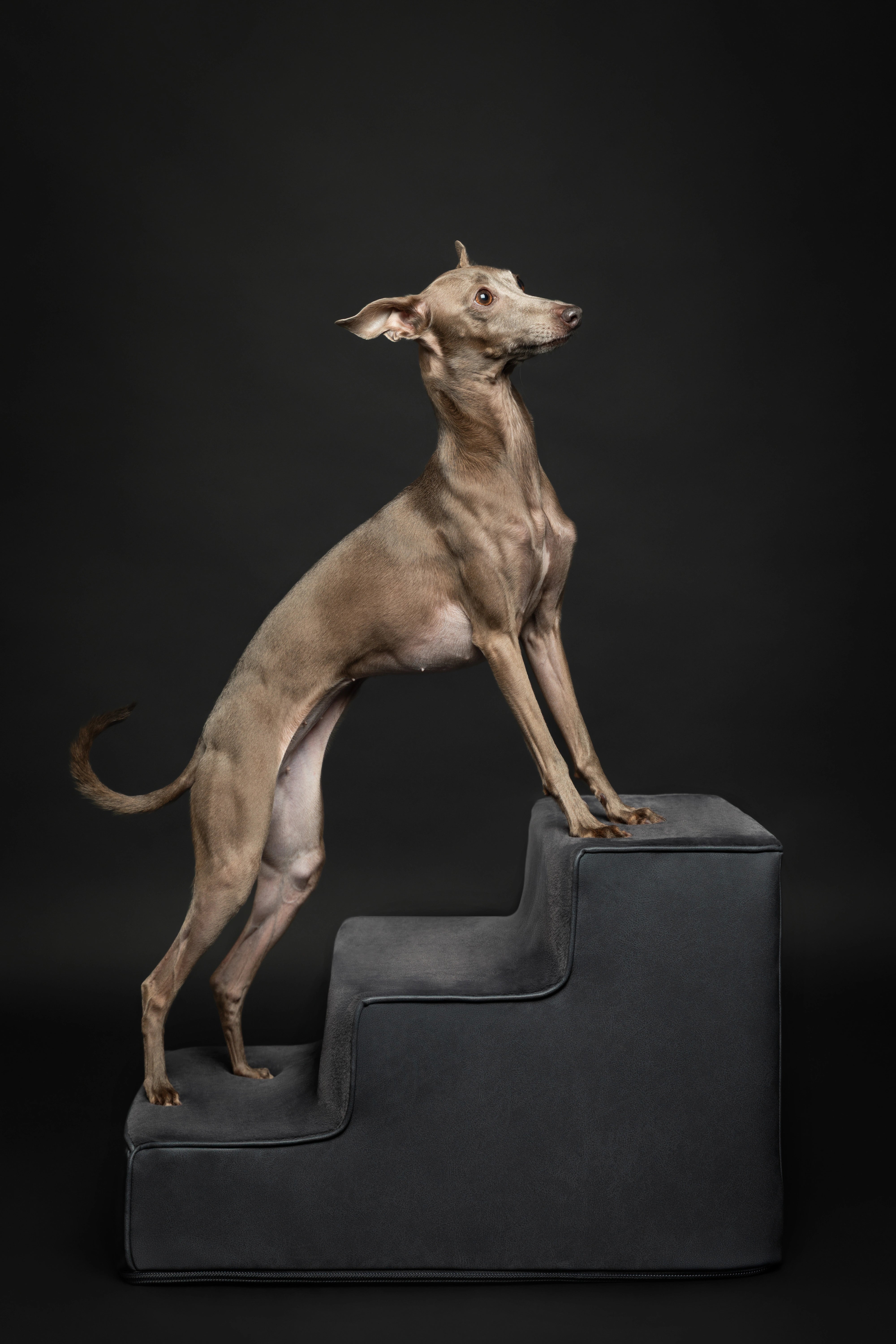Luxury Dog Stairs For Bed | Faux Leather Pet Steps - Black - 3 Steps