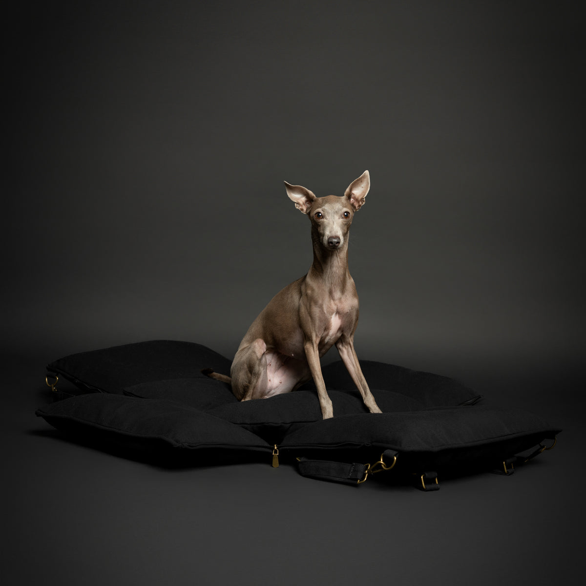 Noah & Paw orthopedic dog car seat carrier with crushed foam, black canvas