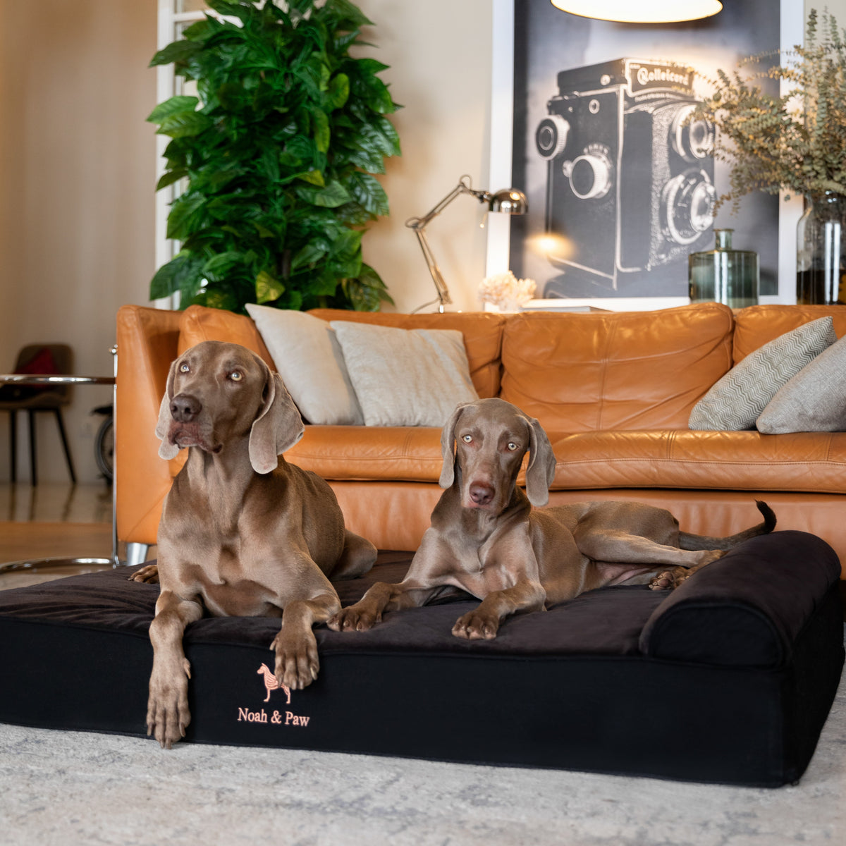 Denim, Orthopedic Pet Bed, Classic Style - Black - XXL