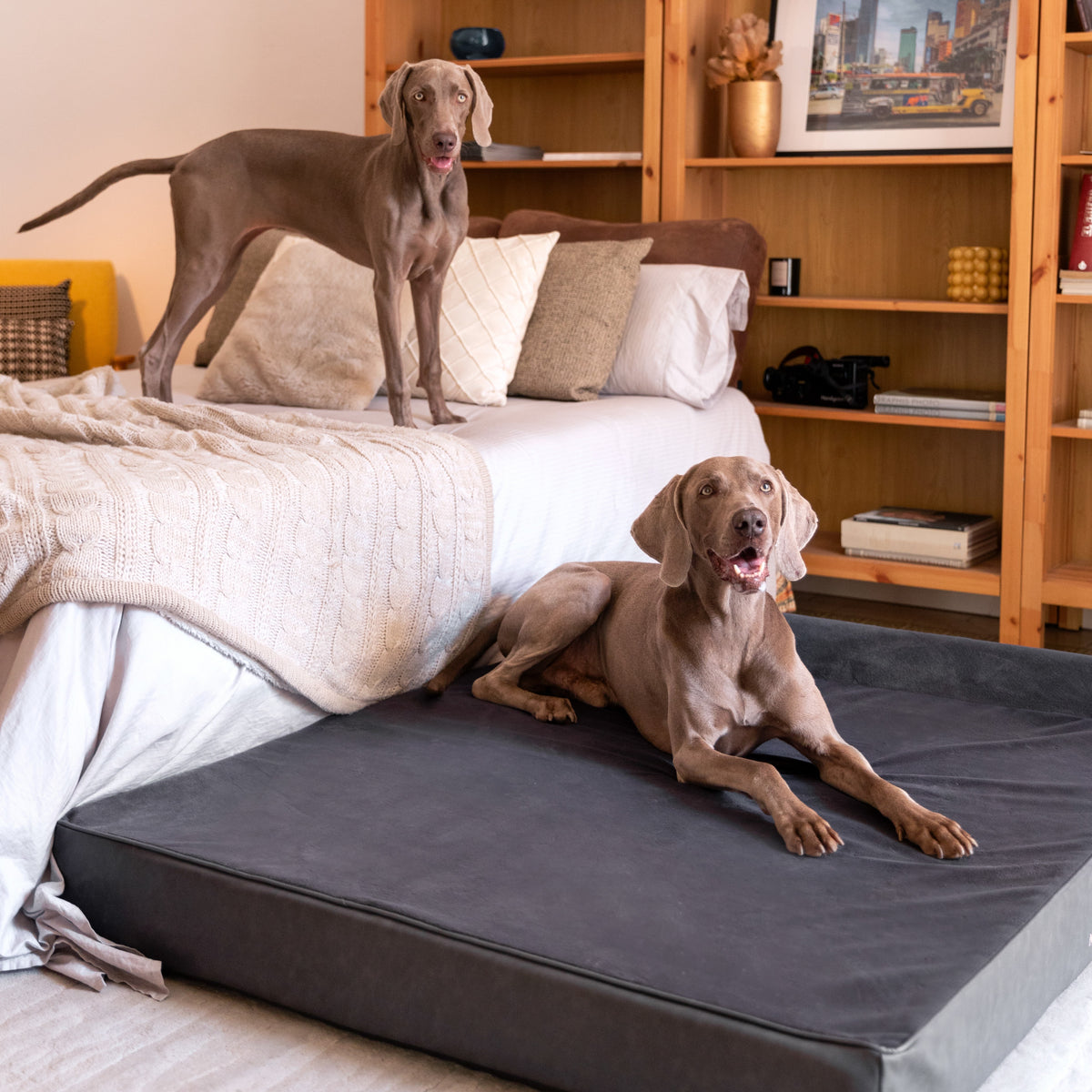 Orthopedic Faux Leather Pet Bed Classic Style - Black - XXL