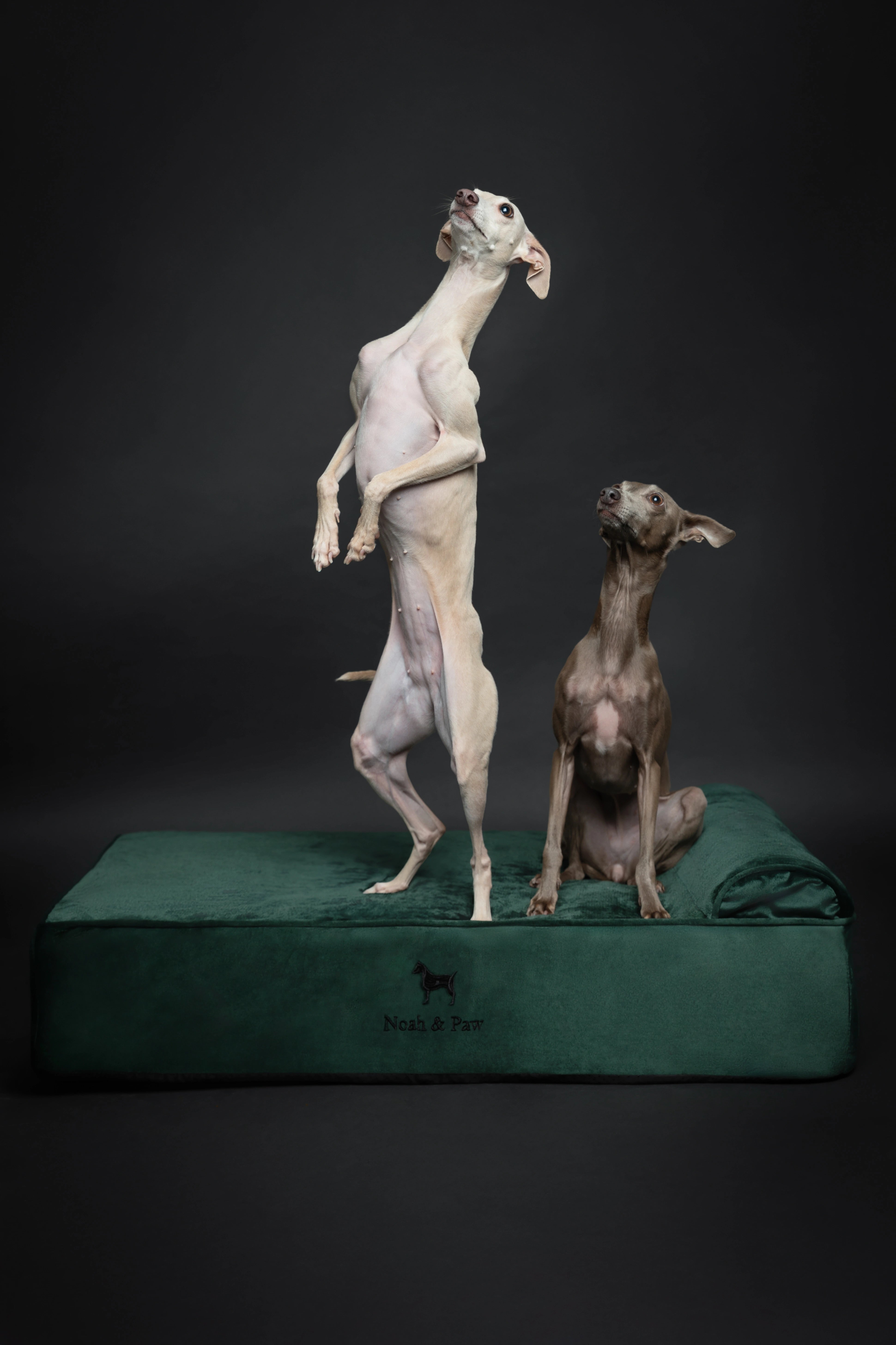Velvet, Orthopedic Pet Bed, Classic Style - Dark Green - L
