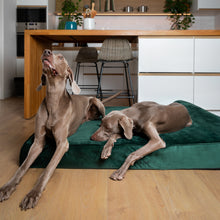 Noah & Paw orthopedic classic dog bed in velvet with memory foam and cooling gel, dark green, size XXL (55 x 45 x 9.5 in)
