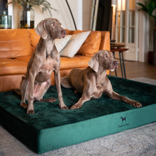 Noah & Paw orthopedic classic dog bed in velvet with memory foam and cooling gel, dark green, size XXL (55 x 45 x 9.5 in)