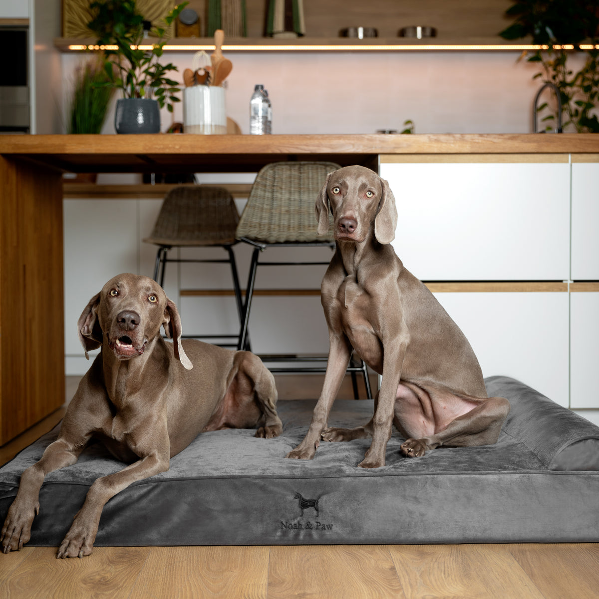 Noah & Paw orthopedic classic dog bed in velvet with memory foam and cooling gel, gray, size XXL (55 x 45 x 9.5 in)
