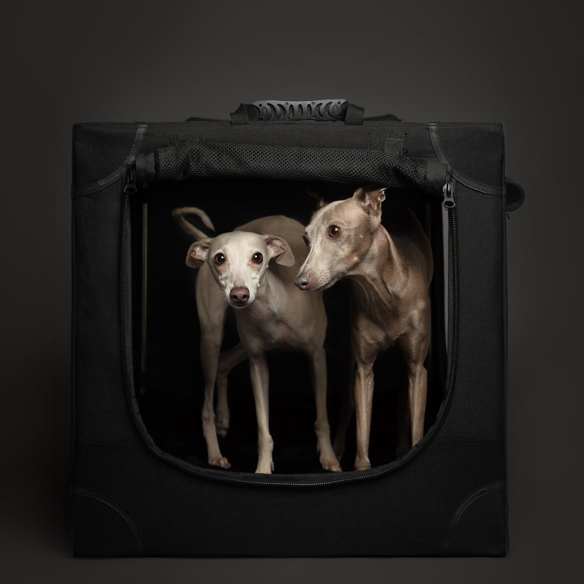 Collapsible dog crate travel | Foldable pet crate comfort - Black - L