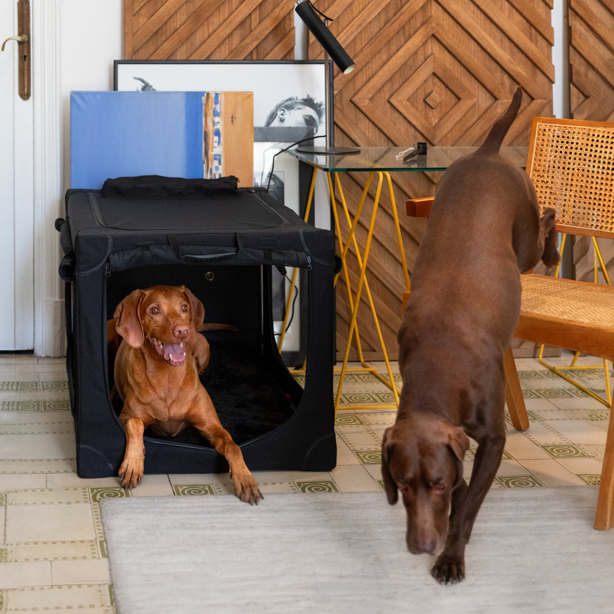 Collapsible dog crate travel | Foldable pet crate comfort - Black - XL