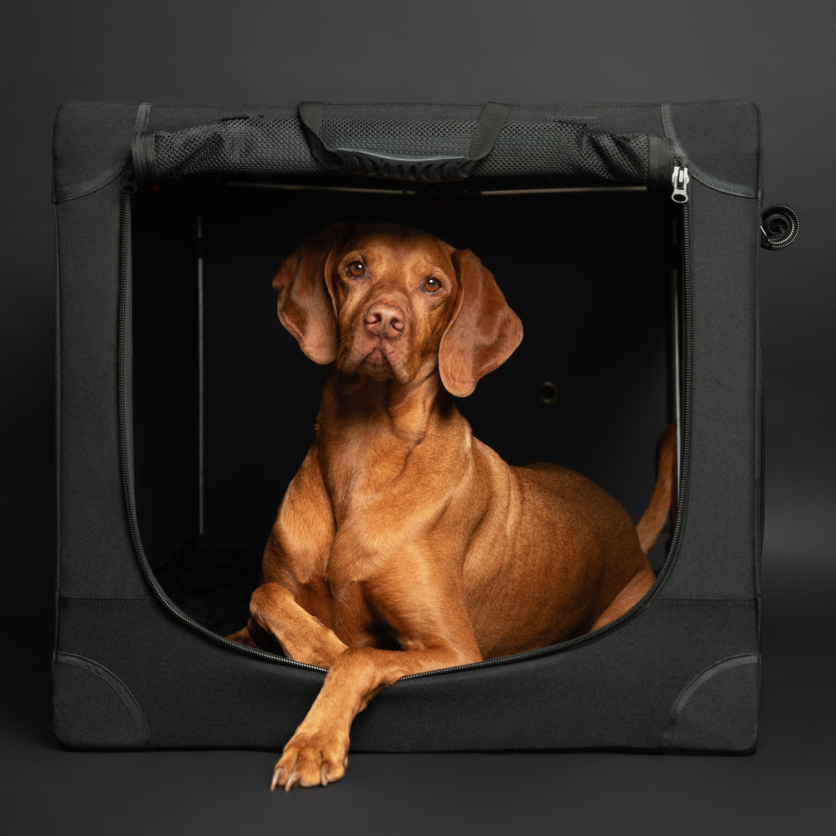 Collapsible dog crate travel | Foldable pet crate comfort - Black - XL