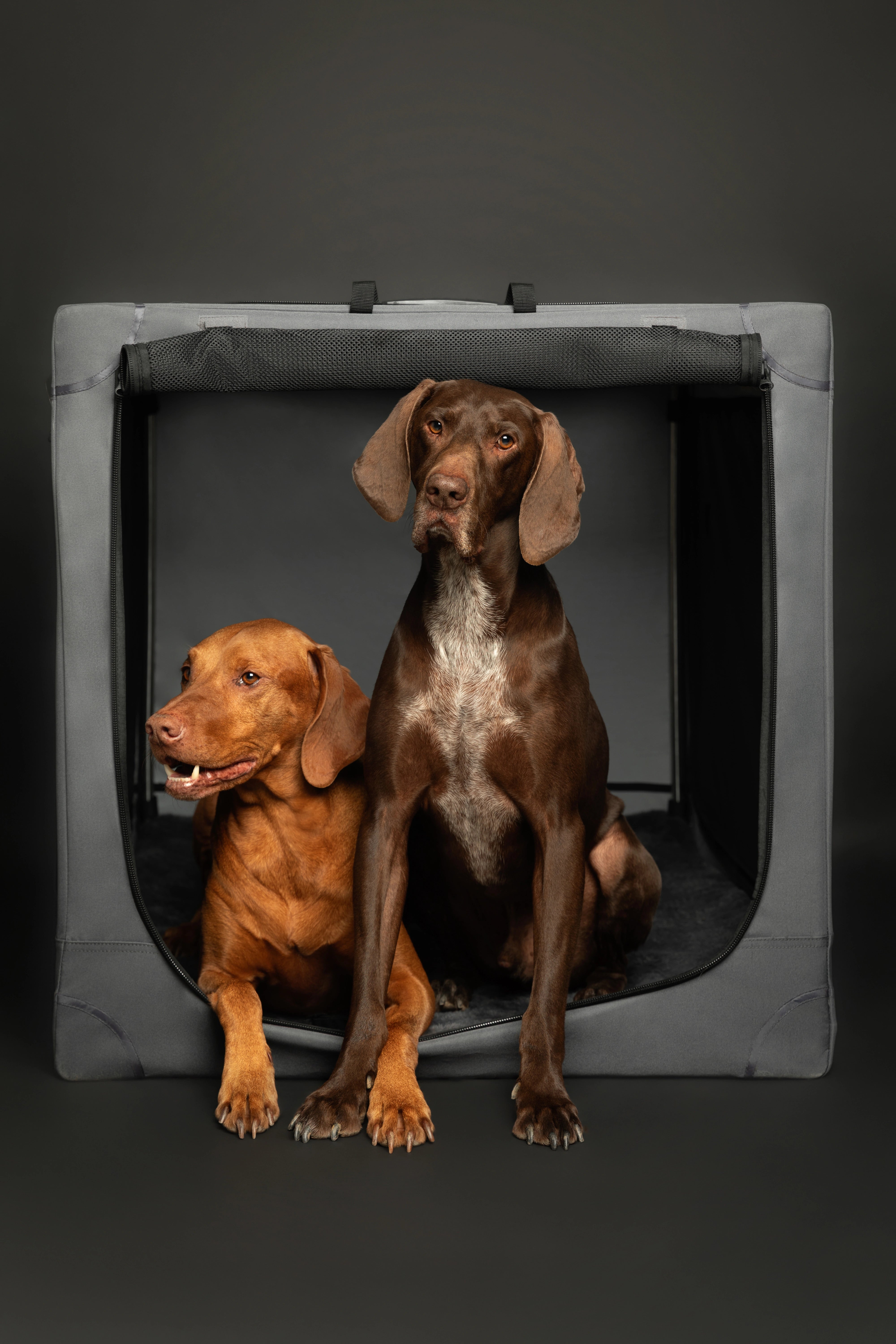 Folding travel dog crate | Collapsible pet crate comfort - Grey - XL