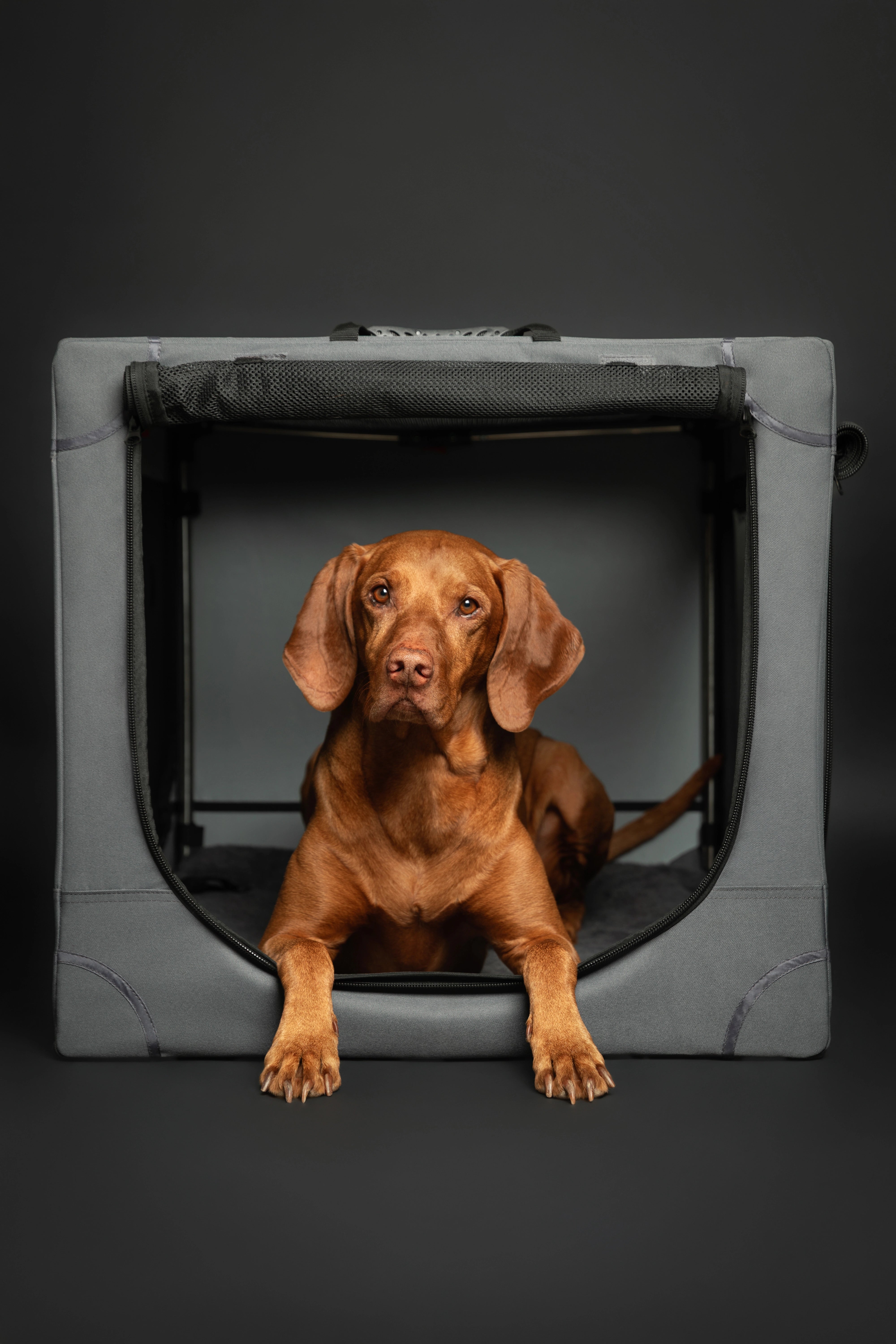 Folding travel dog crate | Collapsible pet crate comfort - Grey - XL