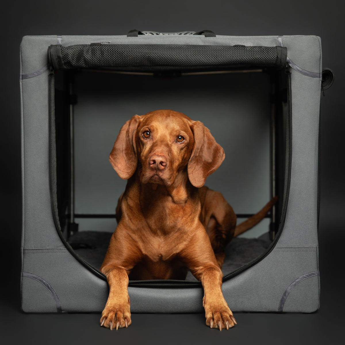 Folding travel dog crate | Collapsible pet crate comfort - Grey - XL