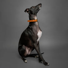 Noah & Paw genuine leather dog collar with oil-wax finish, camel, size L/XL, fits neck 18–24 in