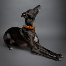 Noah & Paw genuine leather dog collar with oil-wax finish, camel, size L/XL, fits neck 18–24 in