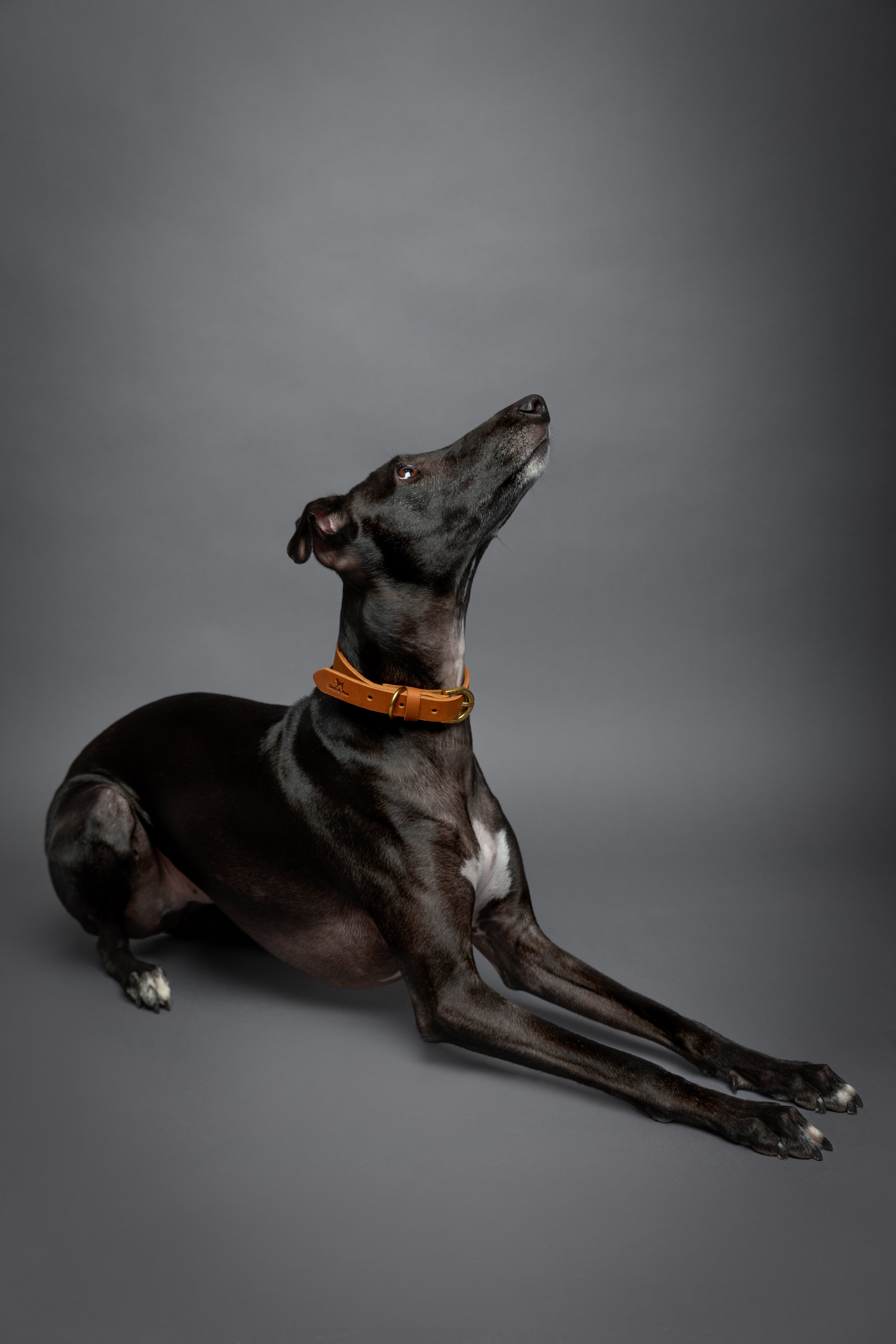 Leather Pet Collar  - Camel