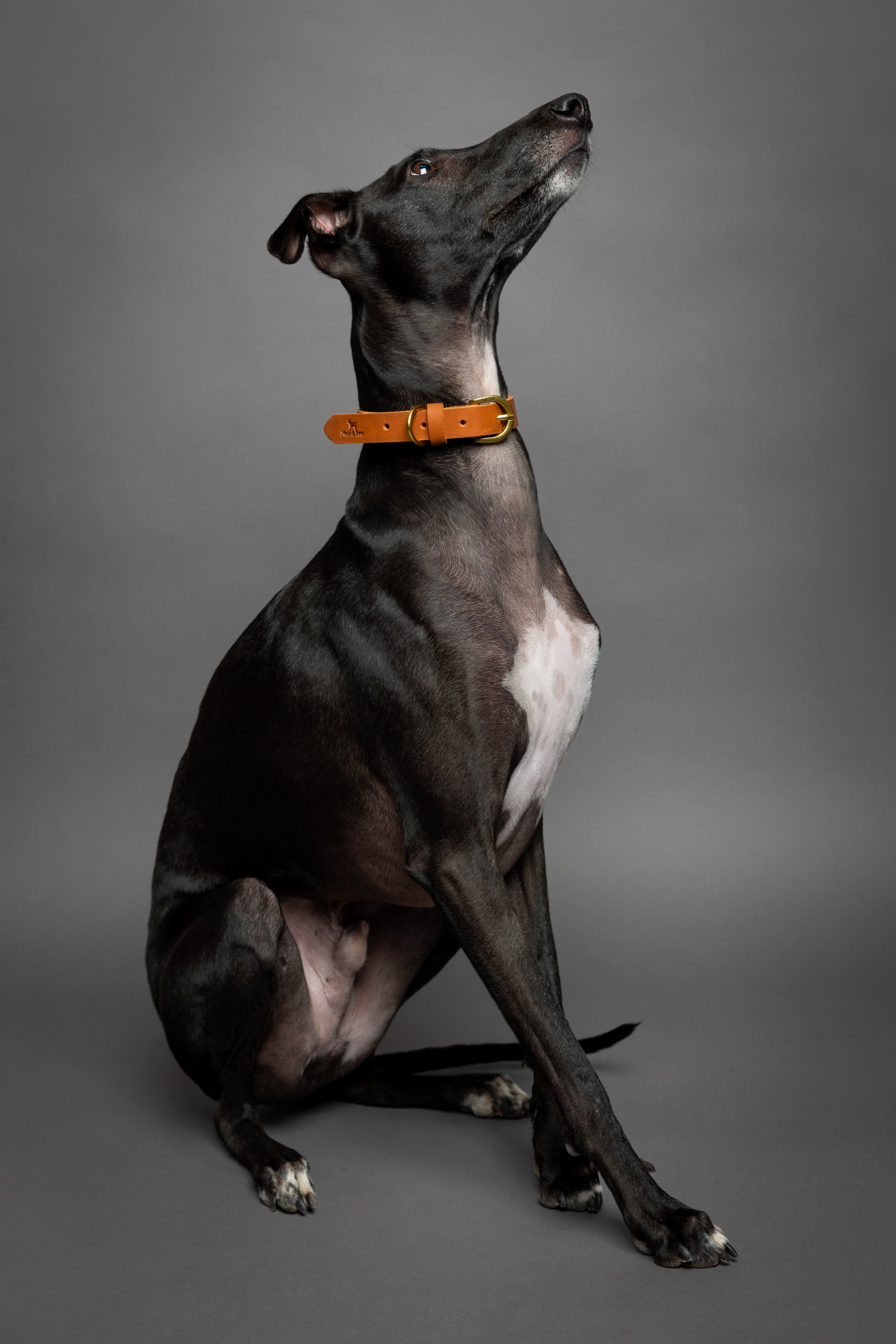Leather Pet Collar  - Camel