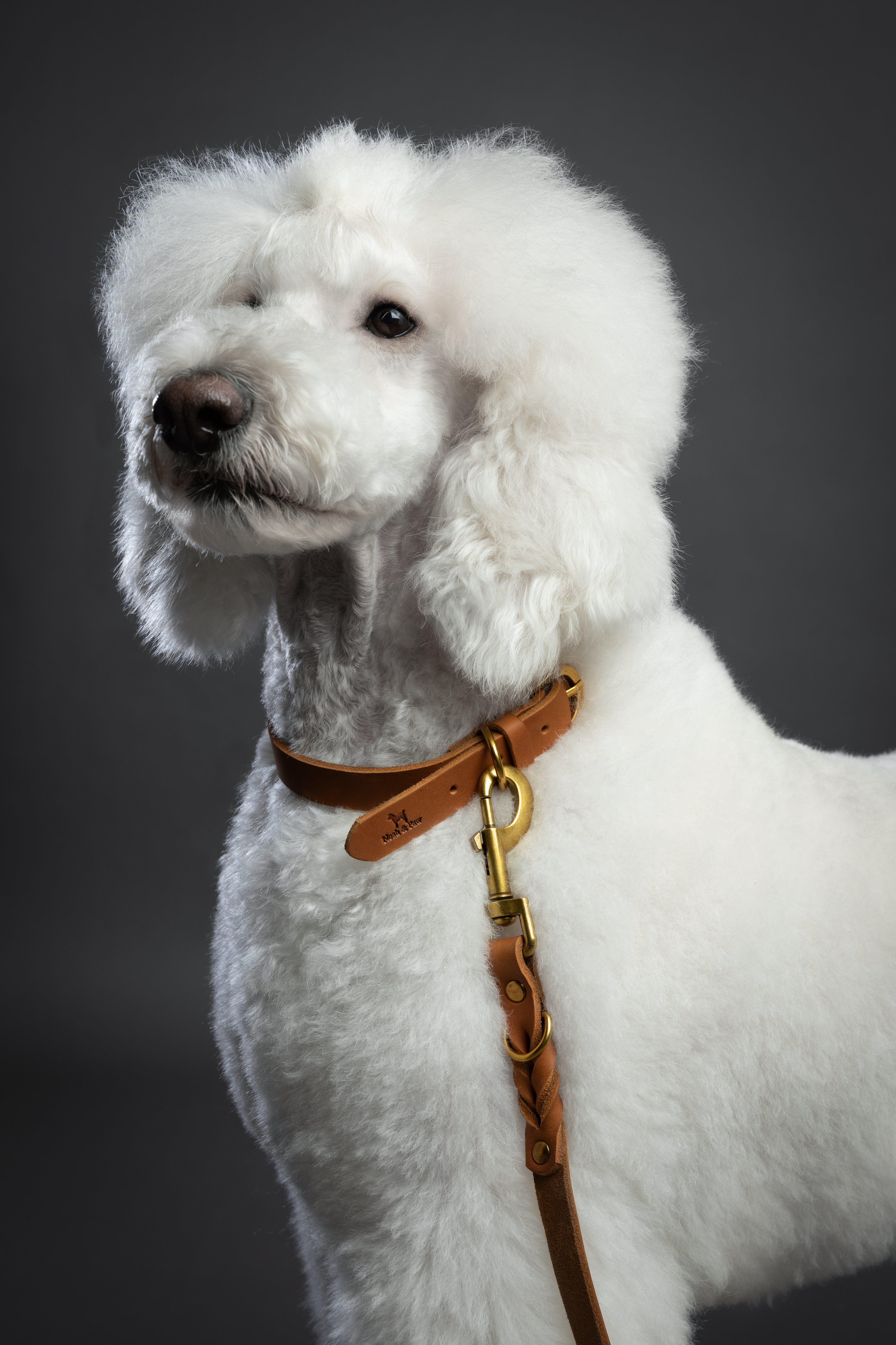 Leather Pet Collar  - Camel