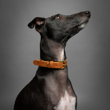 Noah & Paw genuine leather dog collar with oil-wax finish, camel, size S, fits neck 11–15 in