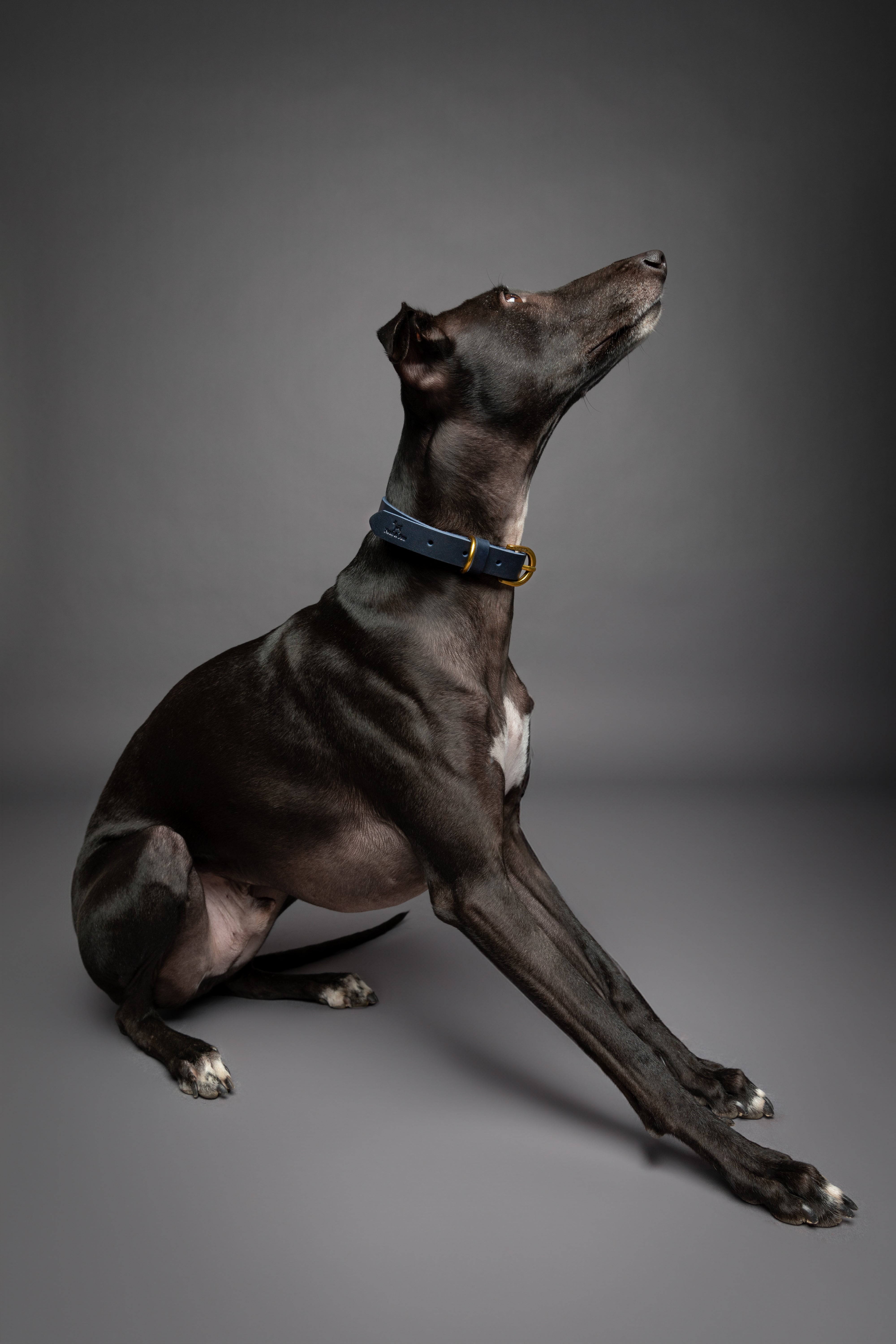 Leather Pet Collar  - Dark Blue
