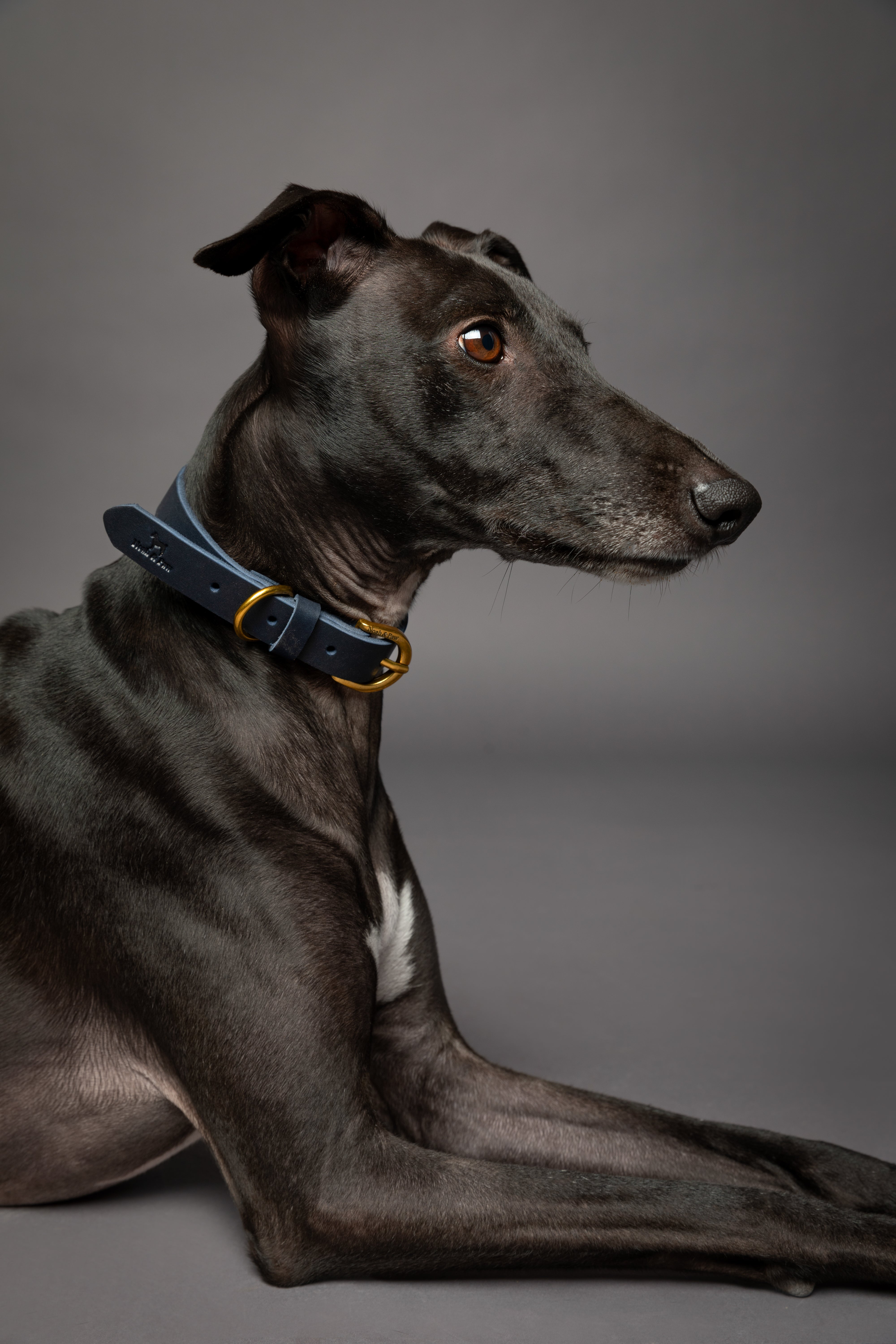 Leather Pet Collar  - Dark Blue