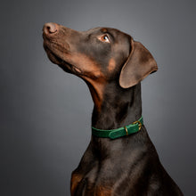 Noah & Paw genuine leather dog collar with oil-wax finish, dark green, size M, fits neck 14–19 in