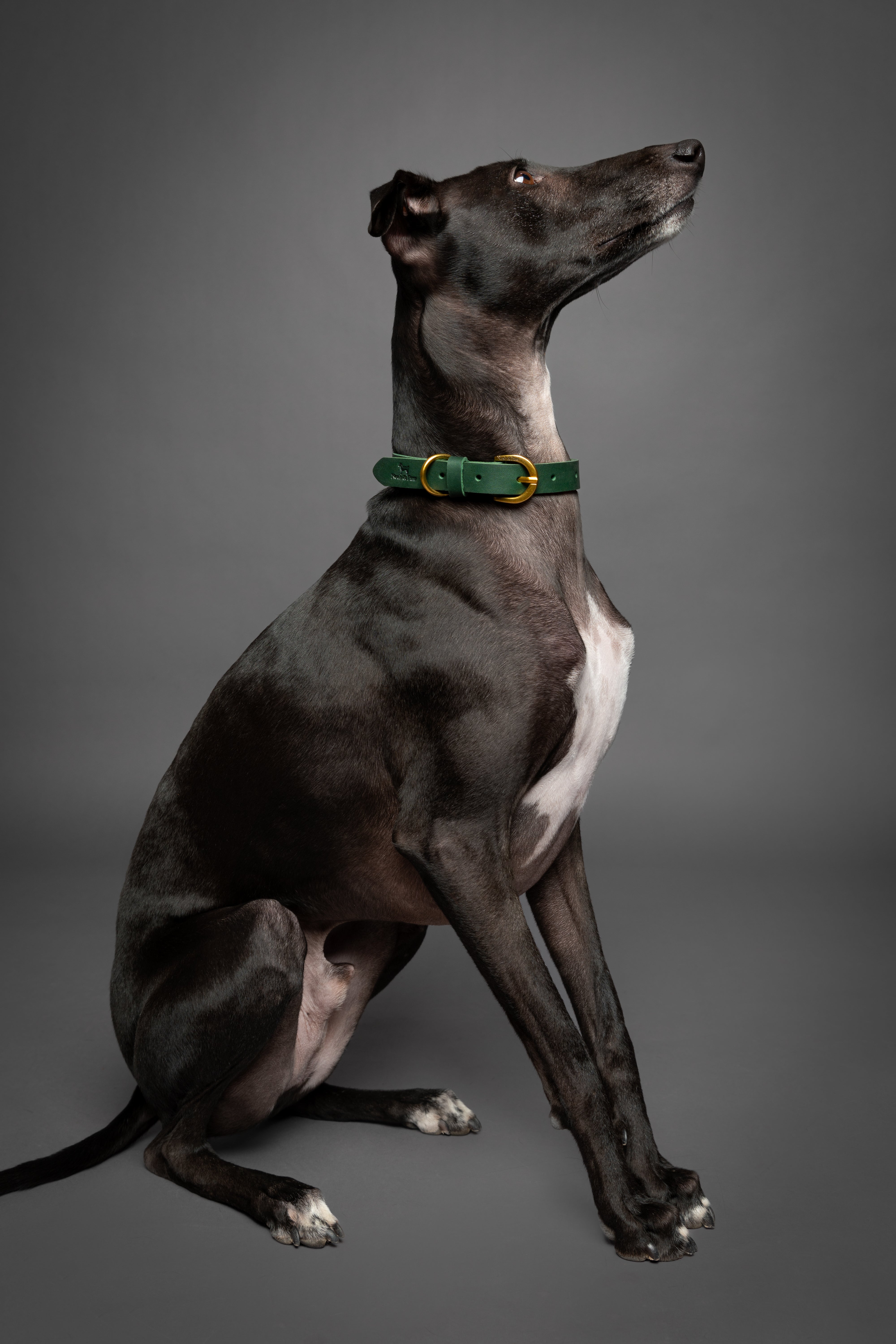 Leather Pet Collar  - Green
