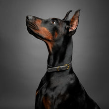 Noah & Paw genuine leather dog collar with oil-wax finish, gray, size L/XL, fits neck 18–24 in