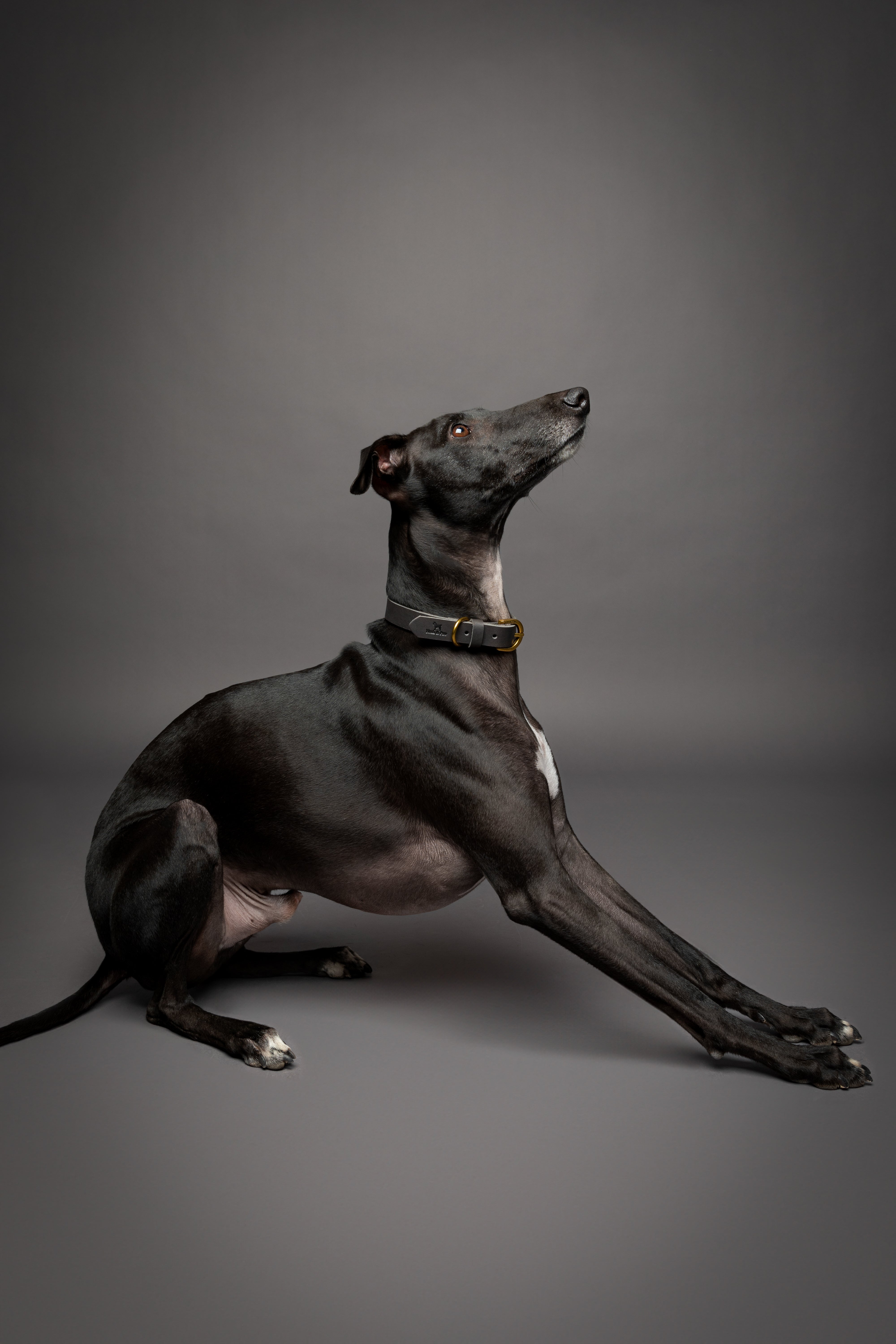 Leather Pet Collar  - Grey
