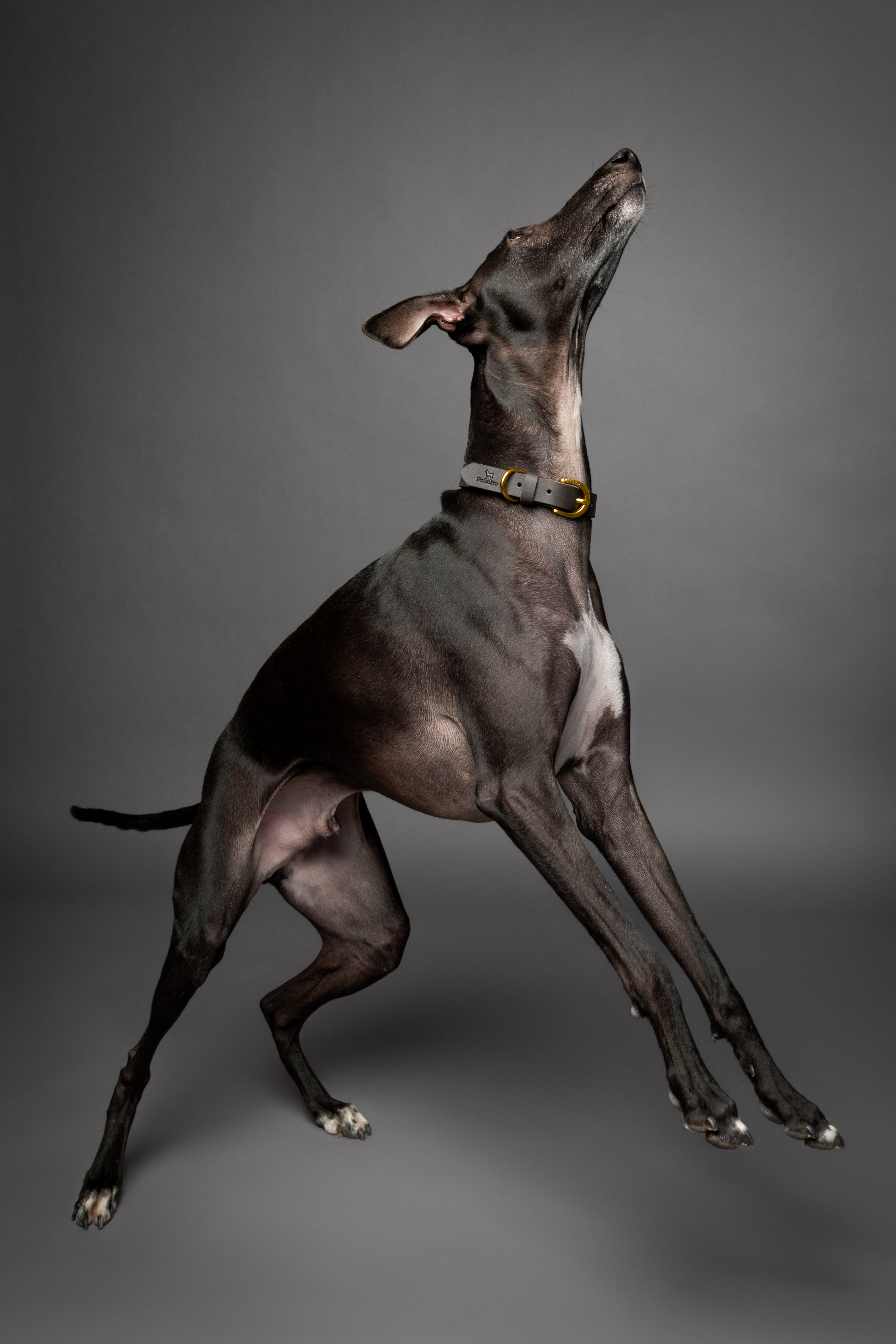 Leather Pet Collar  - Grey