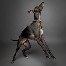Noah & Paw genuine leather dog collar with oil-wax finish, gray, size S, fits neck 11–15 in