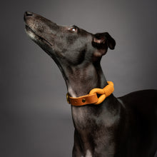 Noah & Paw leather and paracord dog collar with metal buckle, camel, size M, fits neck 14–19 in