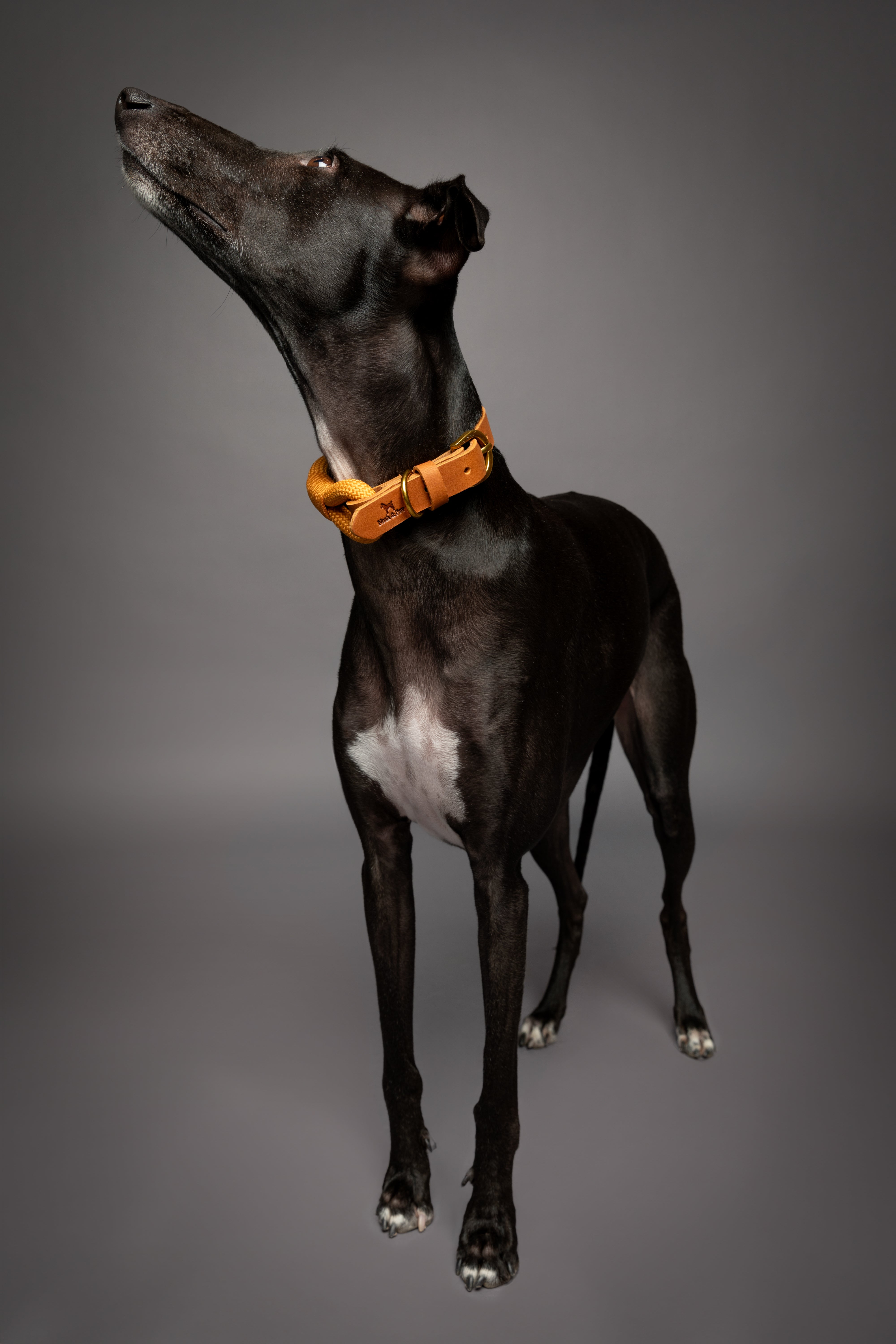 Leather Paracord Pet Collar - Camel