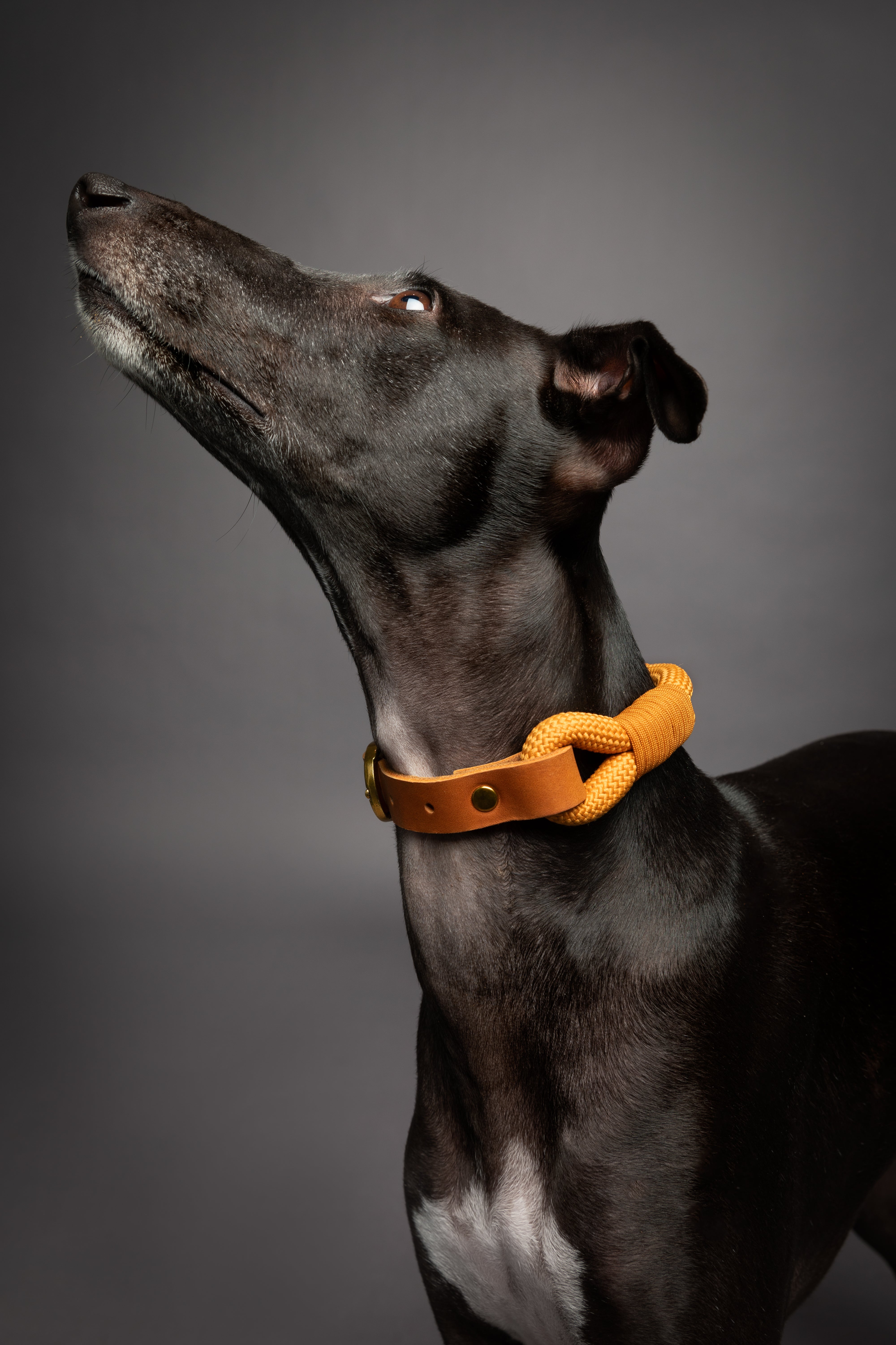Leather Paracord Pet Collar - Camel