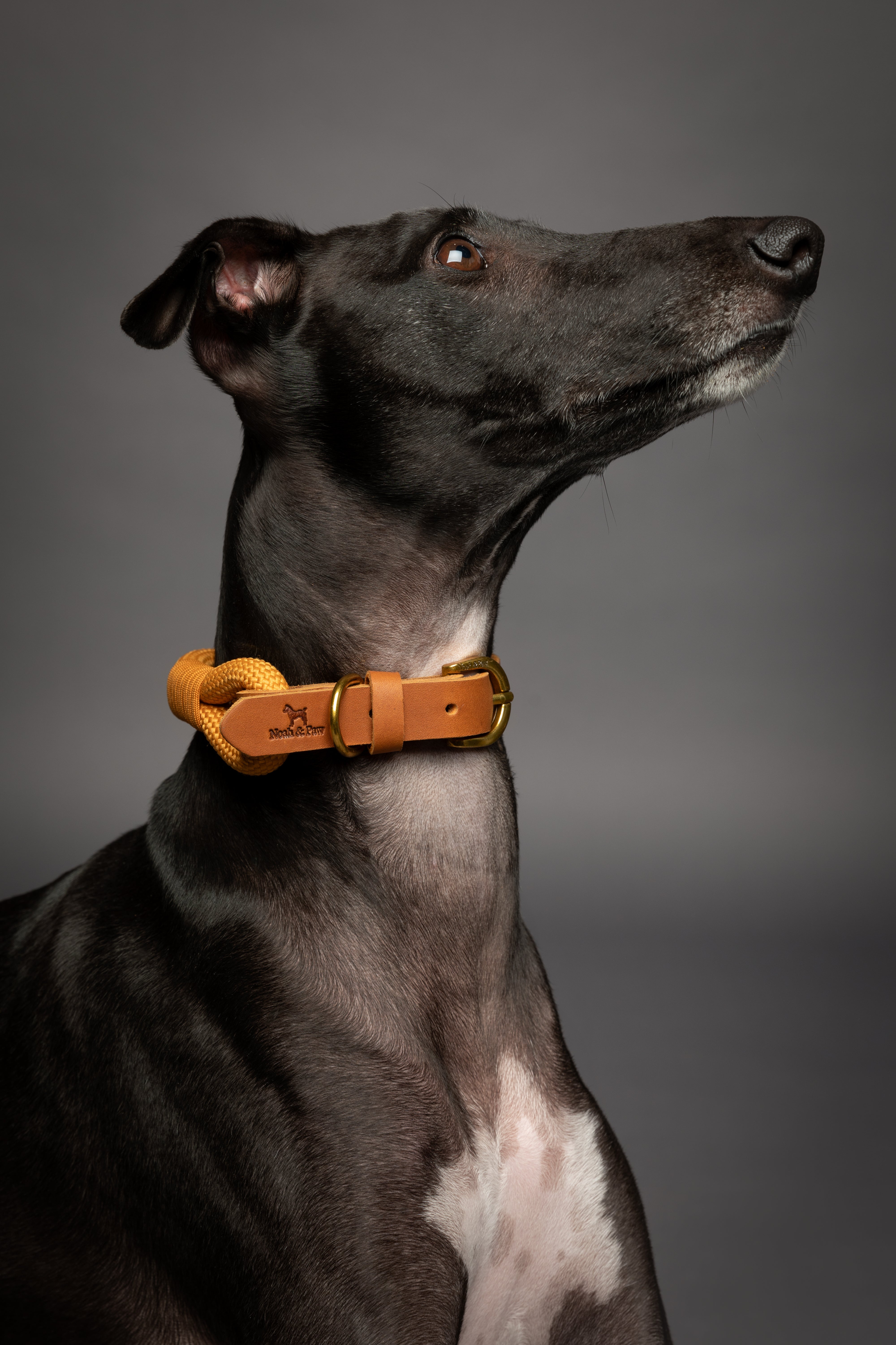 Leather Paracord Pet Collar - Camel