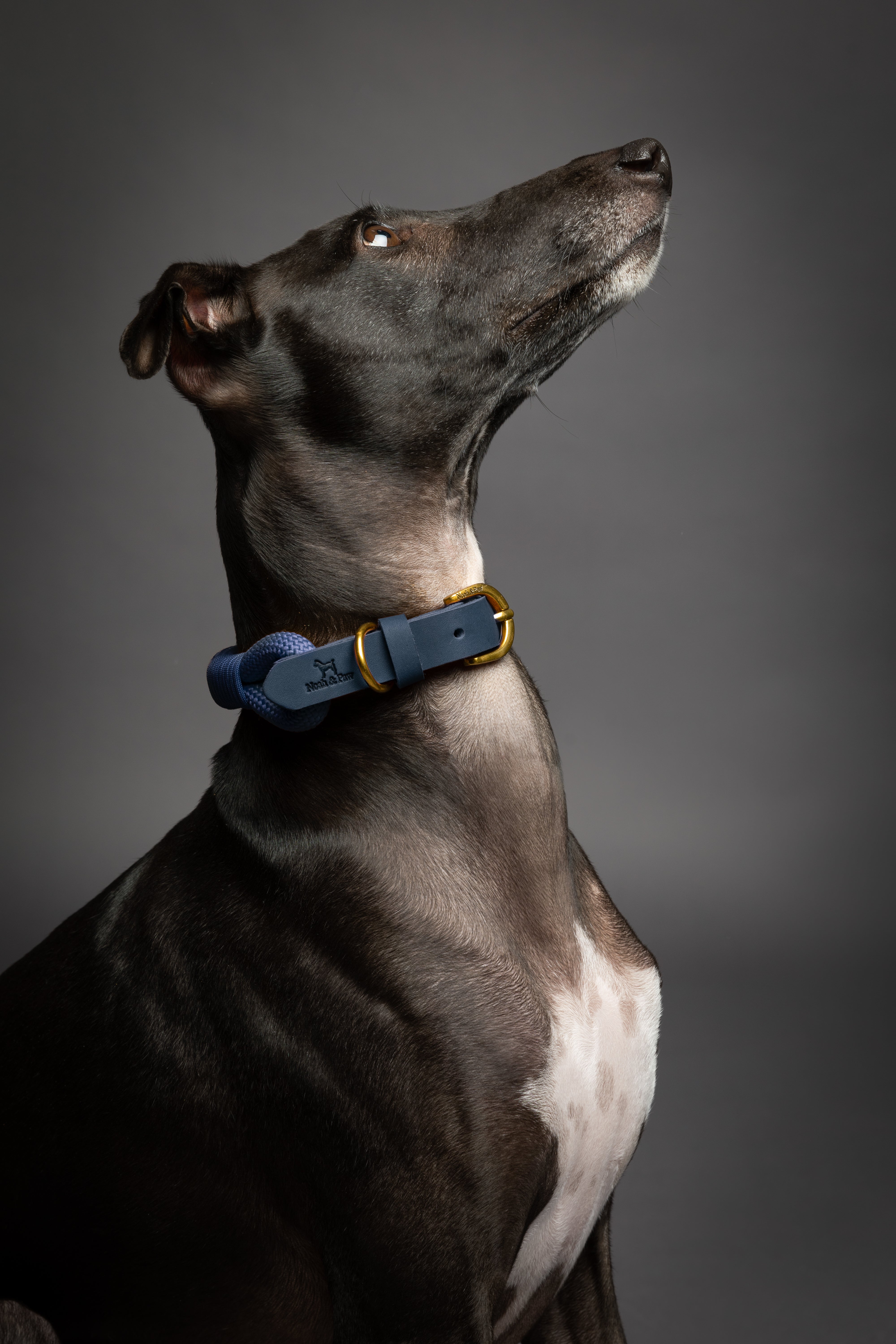 Leather Paracord Pet Collar - Dark Blue