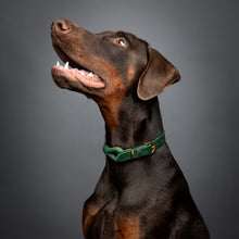 Noah & Paw leather and paracord dog collar with metal buckle, dark green, size L/XL, fits neck 18–24 in