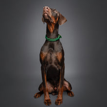 Noah & Paw leather and paracord dog collar with metal buckle, dark green, size L/XL, fits neck 18–24 in